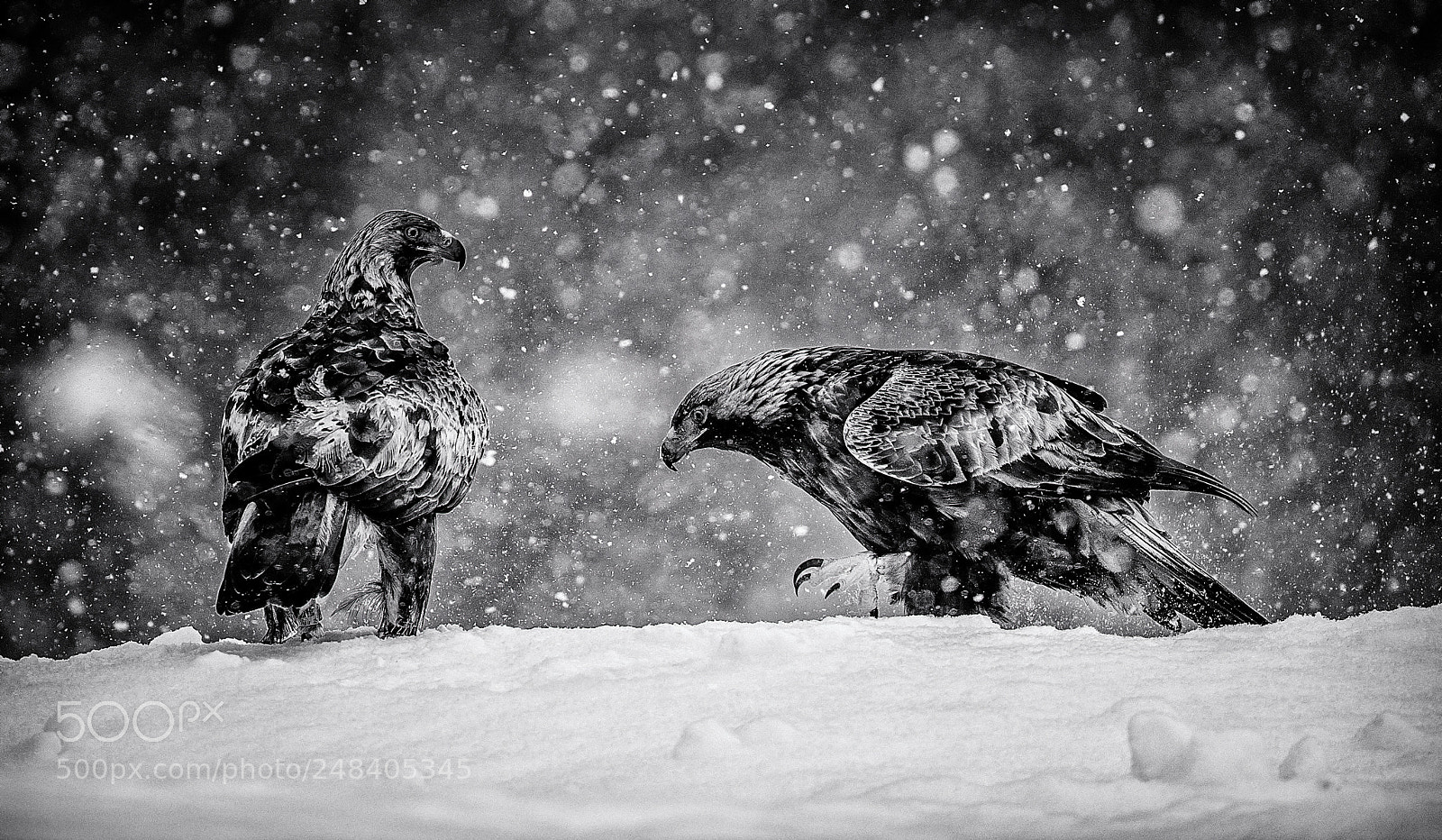 Nikon D5 sample photo. Golden eagles,b&w photography