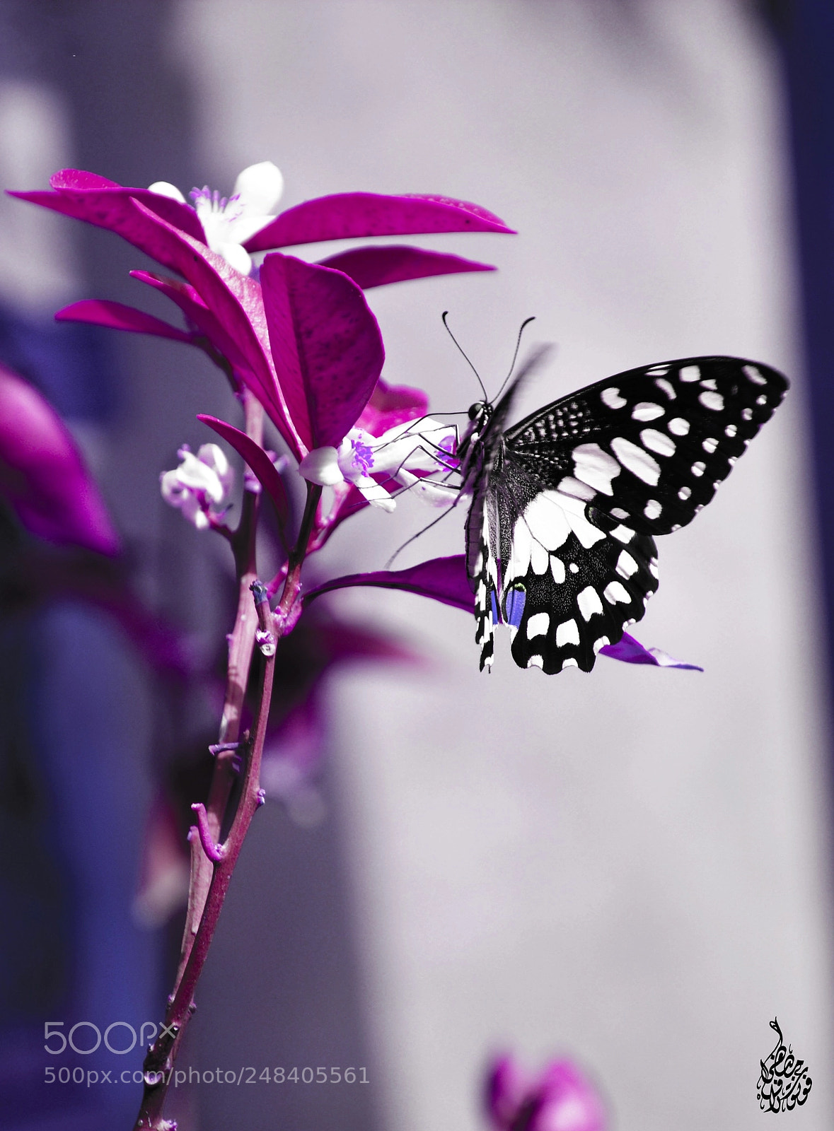 Nikon D7100 sample photo. Falling photography