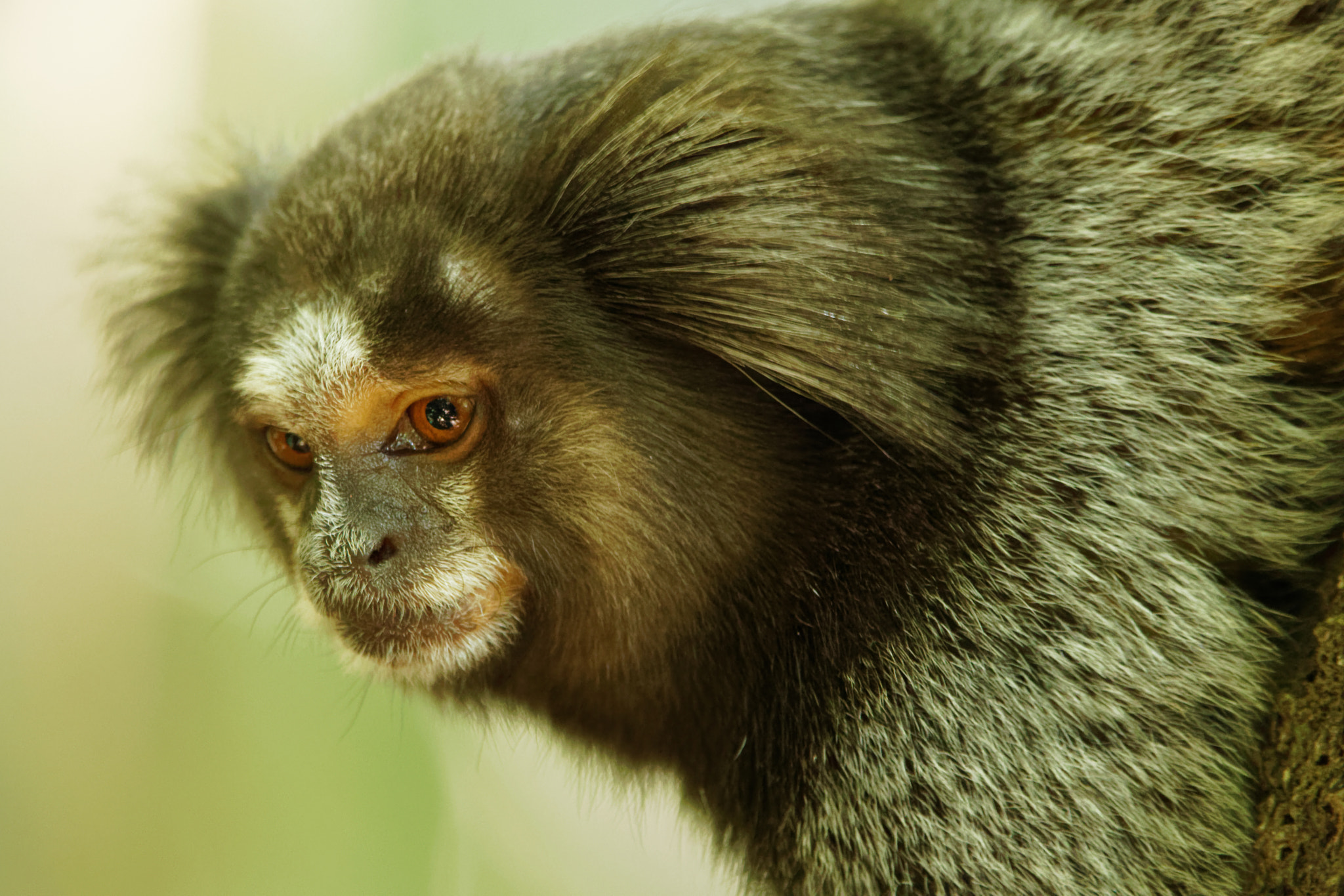 Sigma 150-600mm F5-6.3 DG OS HSM | C sample photo. Black-tuffed marmoset photography