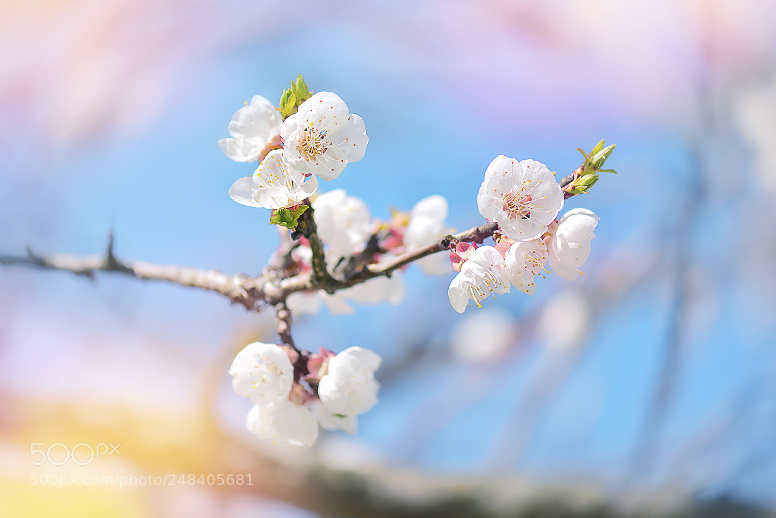 Nikon D810 sample photo. Bloom photography