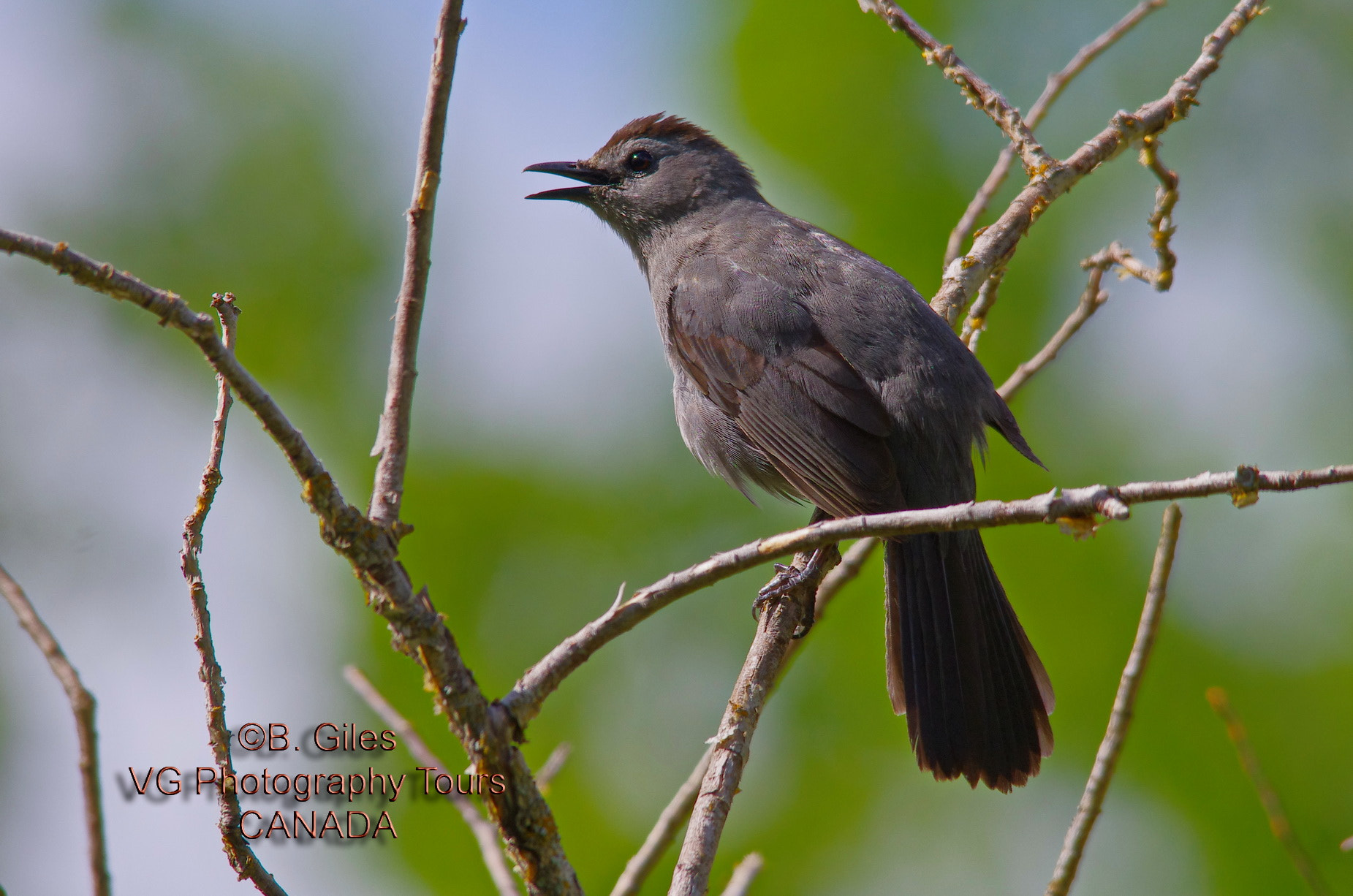 Sigma 150-500mm F5-6.3 DG OS HSM sample photo. Cat bird meow photography