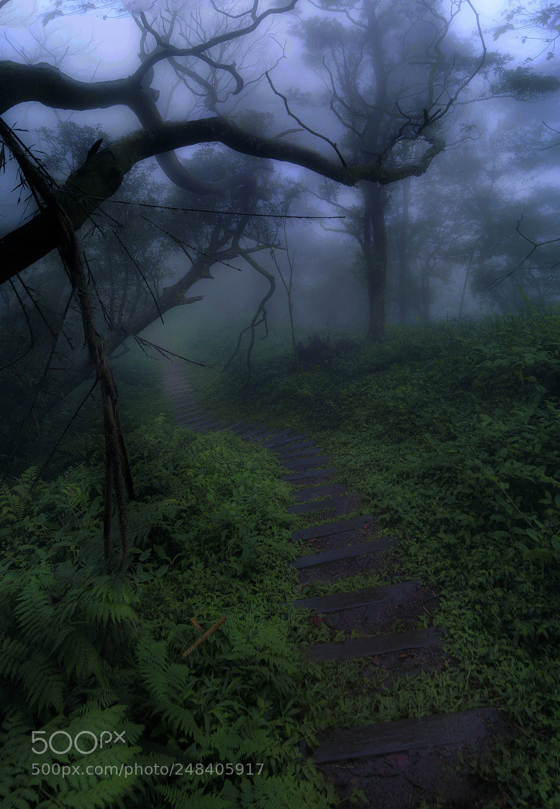 Sony SLT-A57 sample photo. Path photography