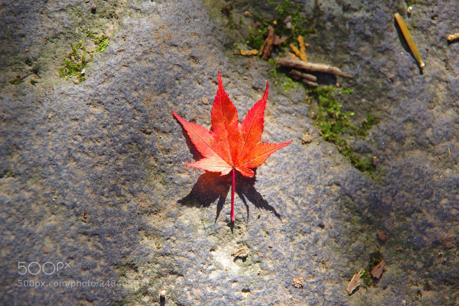 Pentax K-70 sample photo. Untitled photography