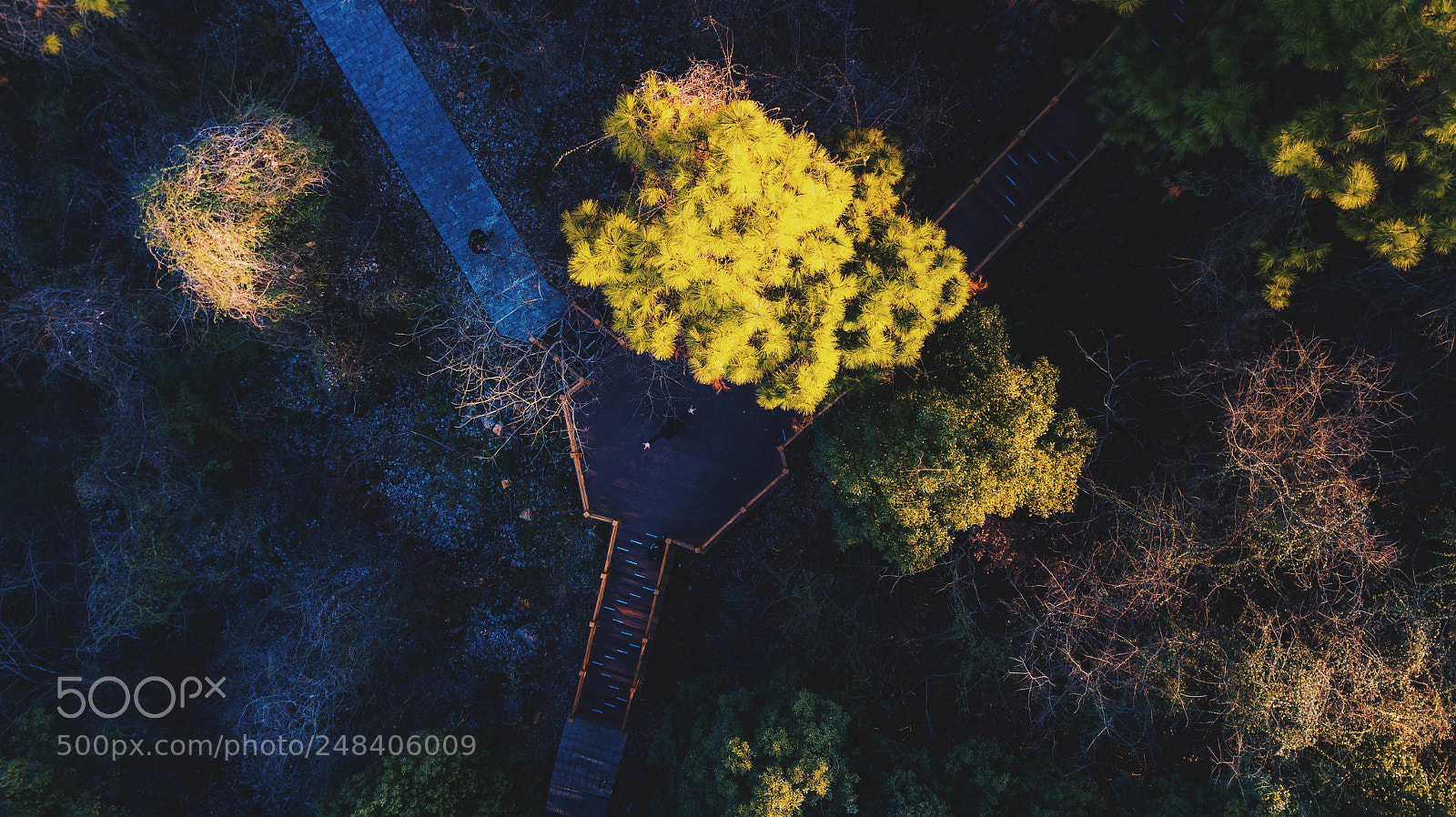 DJI FC220 sample photo. 林荫小道 photography