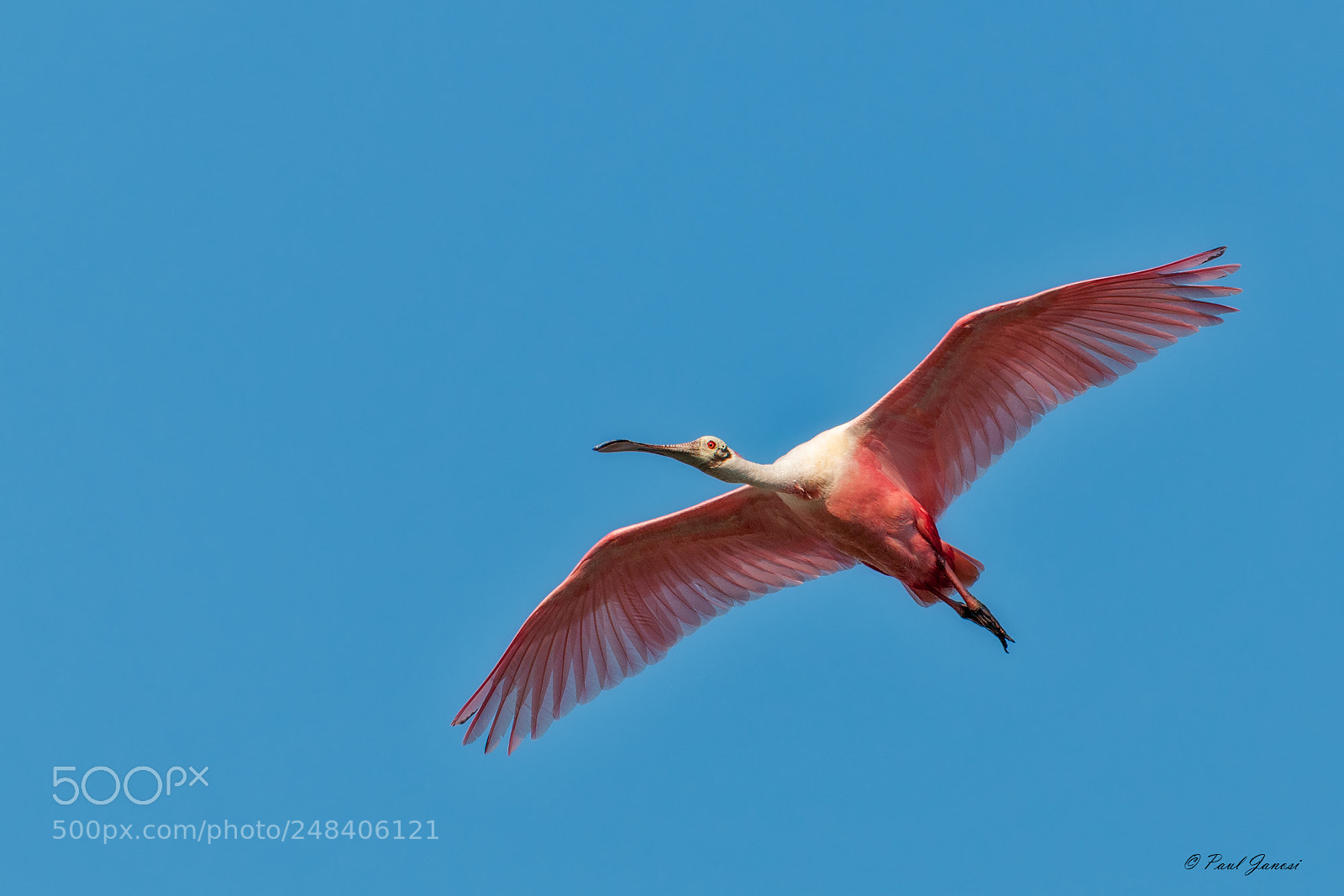 Nikon D300 sample photo. Roseate spoonbill in flight photography