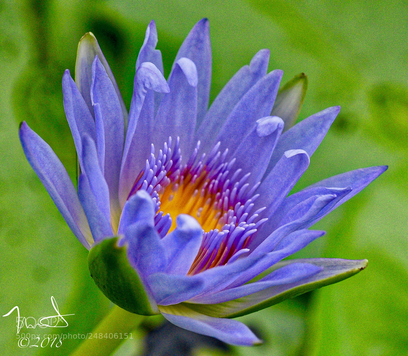 Nikon D750 sample photo. Water lily photography
