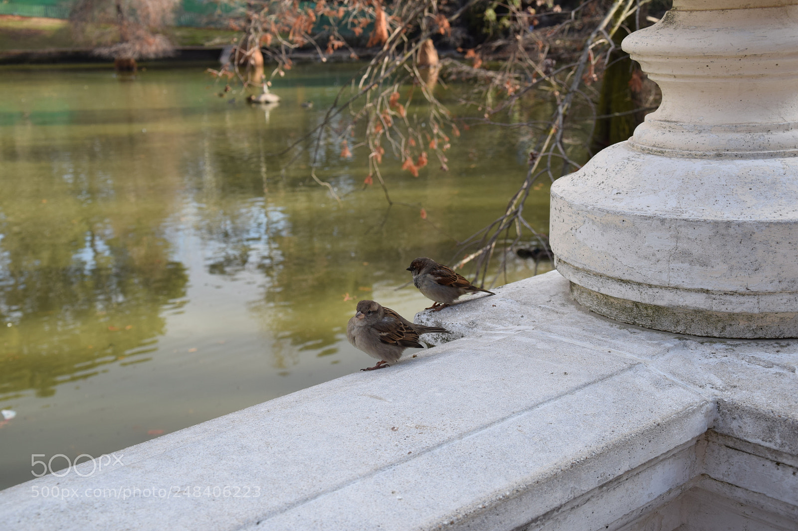 Nikon D5300 sample photo. Birds photography