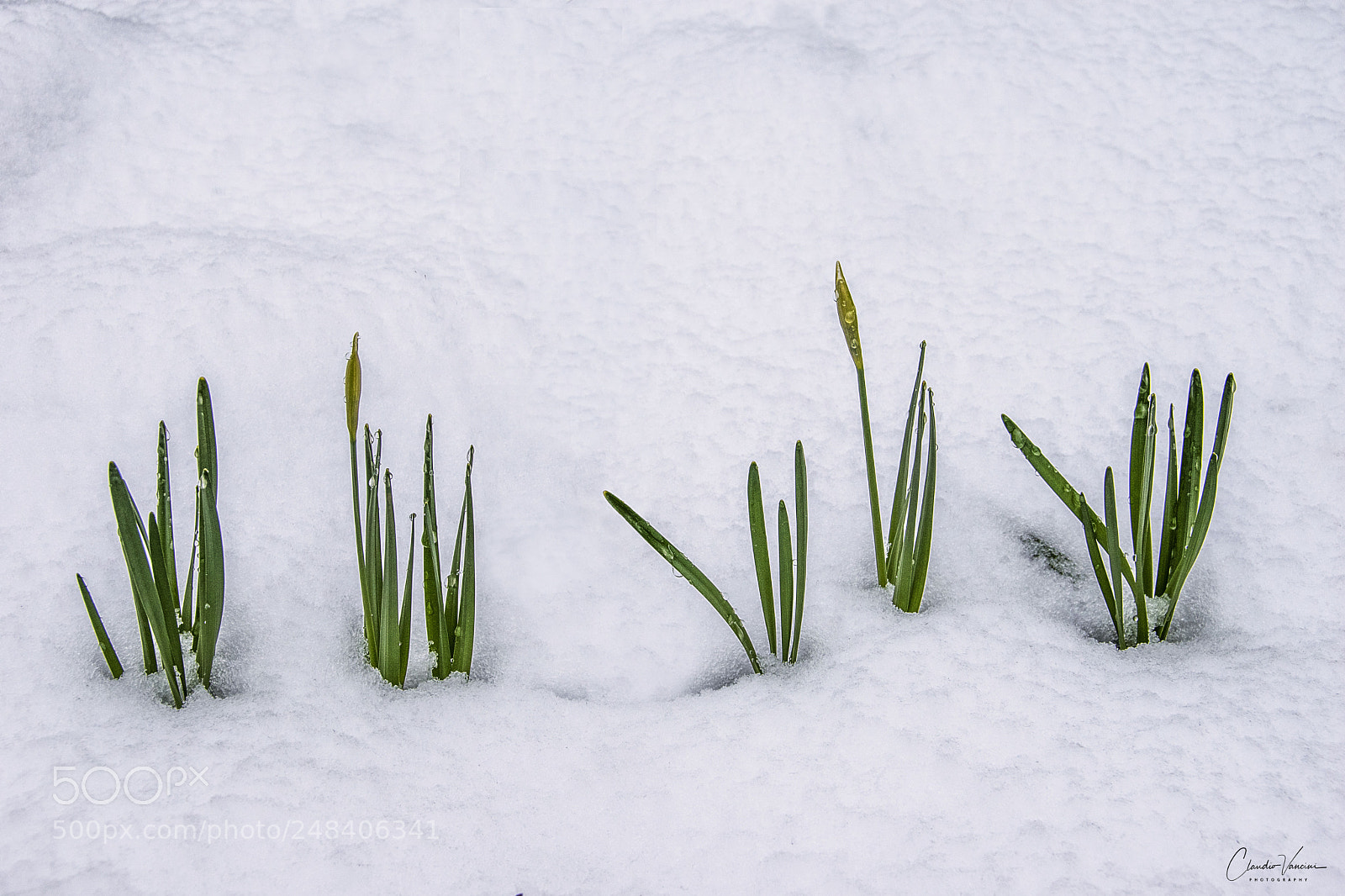 Nikon D5600 sample photo. Between winter and spring photography