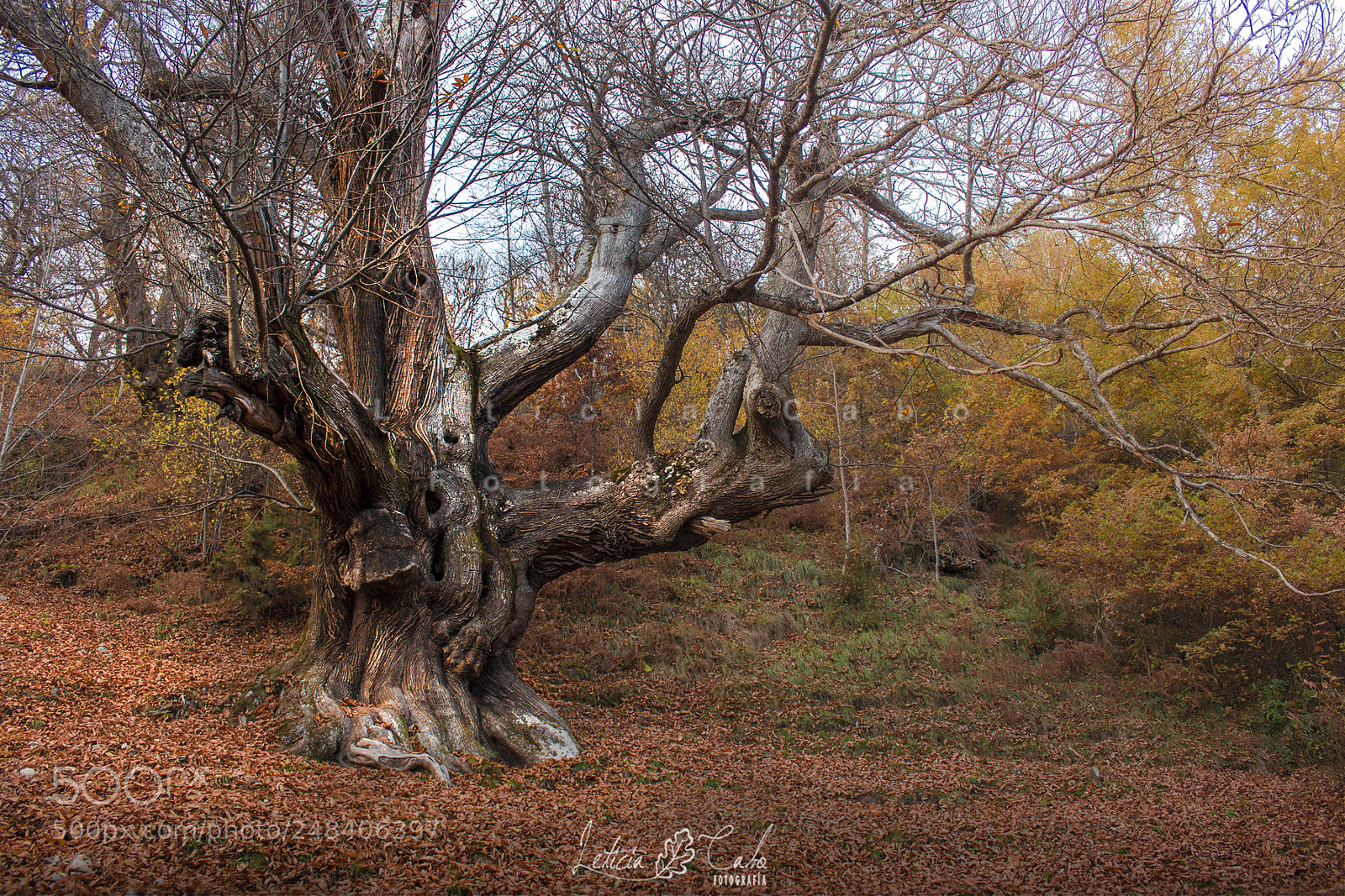 Canon EOS 600D (Rebel EOS T3i / EOS Kiss X5) sample photo. Druidas iv (la verduengana) photography