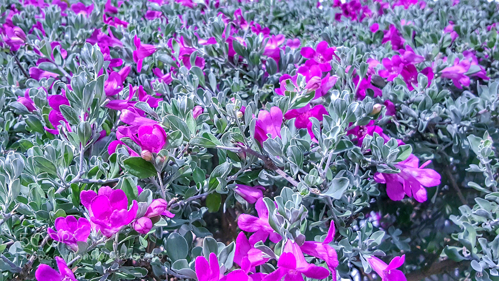 Samsung Galaxy Note5 sample photo. Untitled photography
