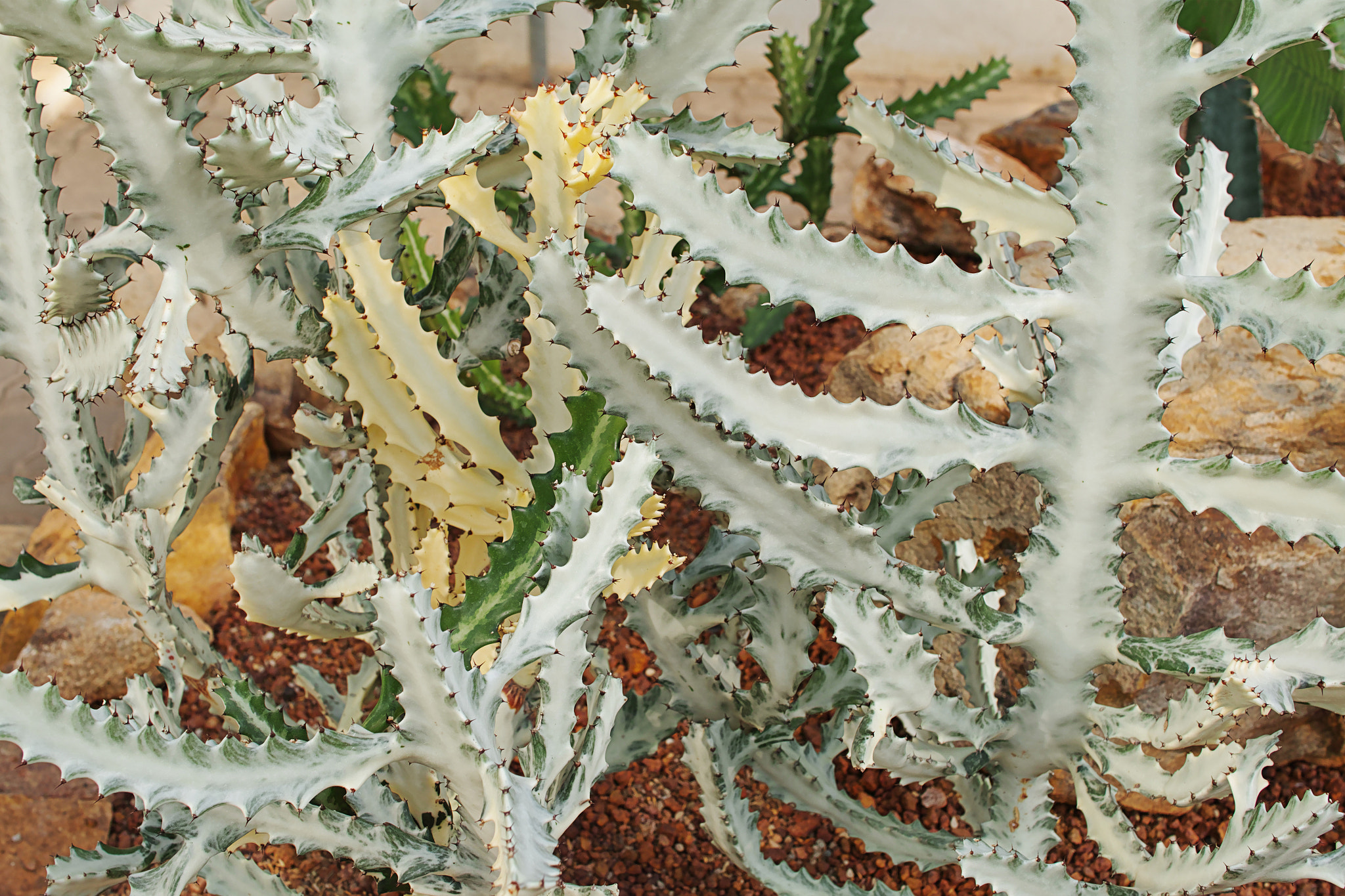 Sigma sd Quattro sample photo. Cactus photography