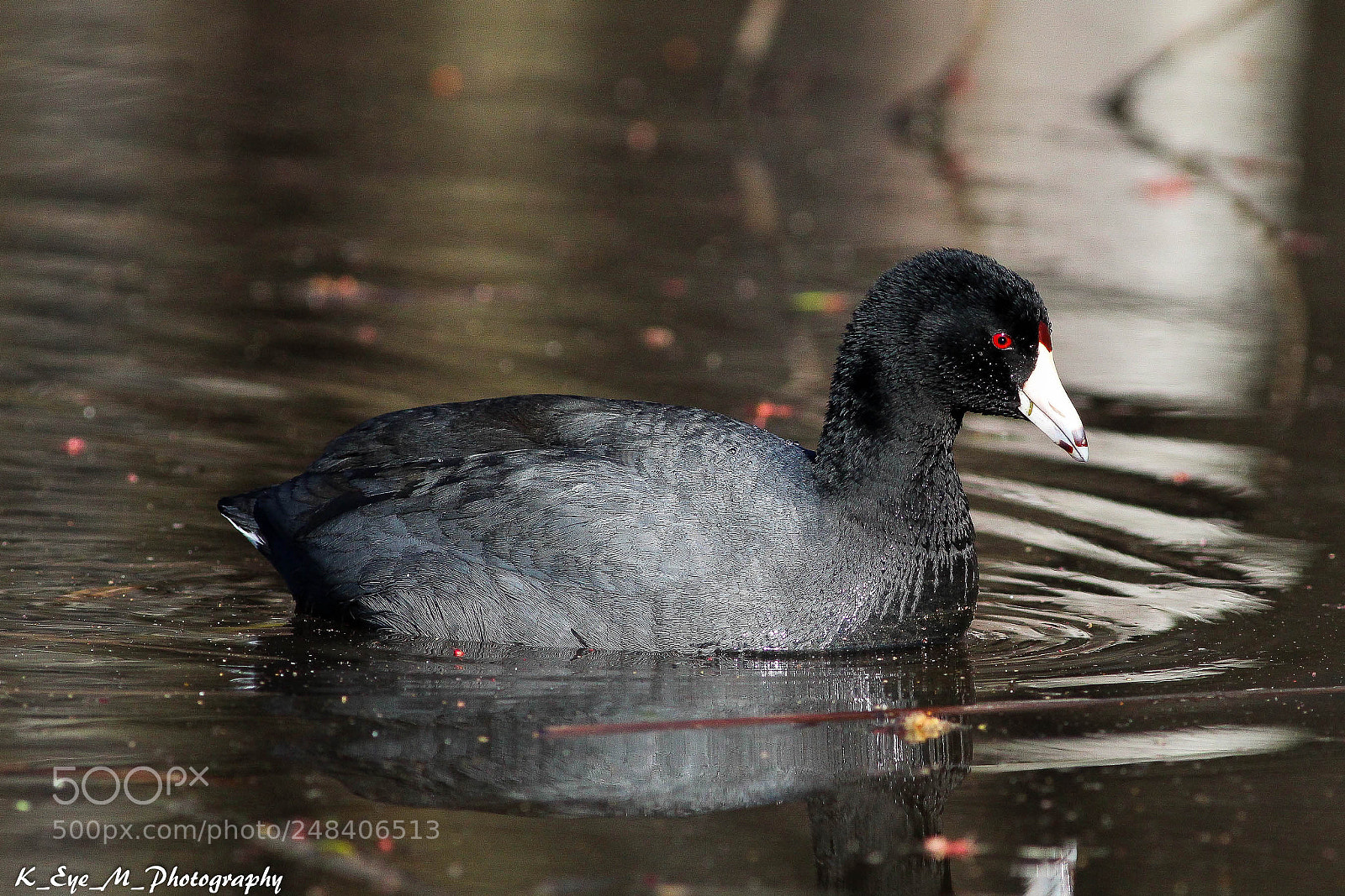 Canon EOS 1200D (EOS Rebel T5 / EOS Kiss X70 / EOS Hi) sample photo. Adult american coot photography