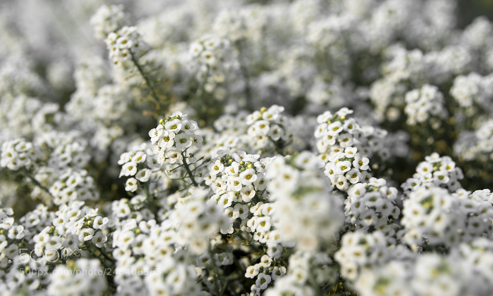 Nikon D500 sample photo. Tiny spring photography