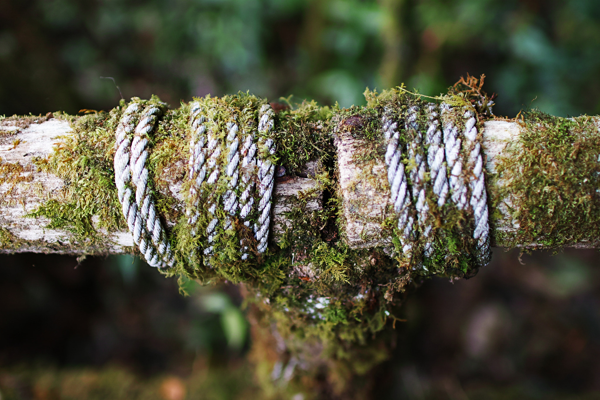 Sigma sd Quattro sample photo. Moss green photography