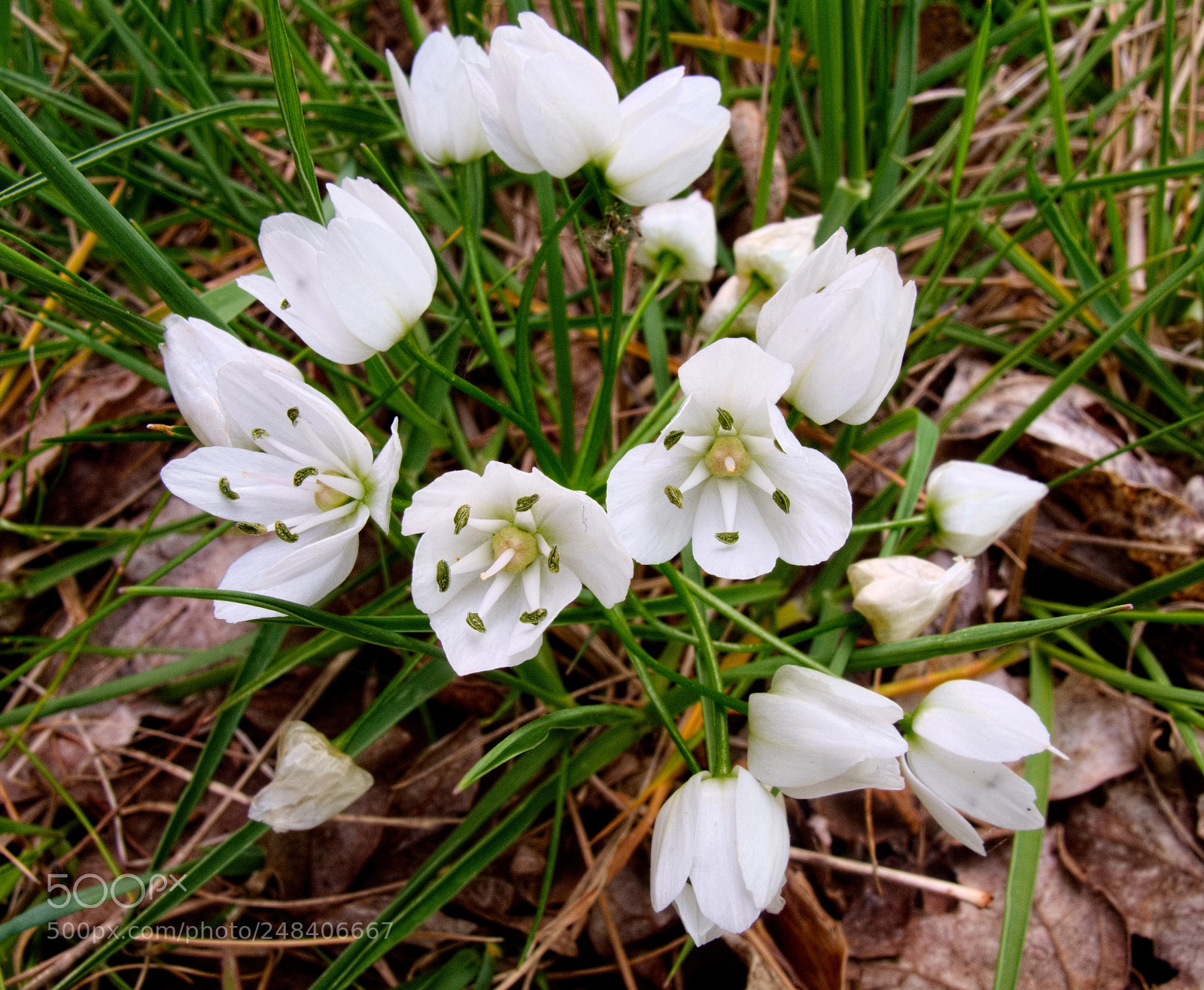 Canon PowerShot G10 sample photo. ...white wildflowers photography