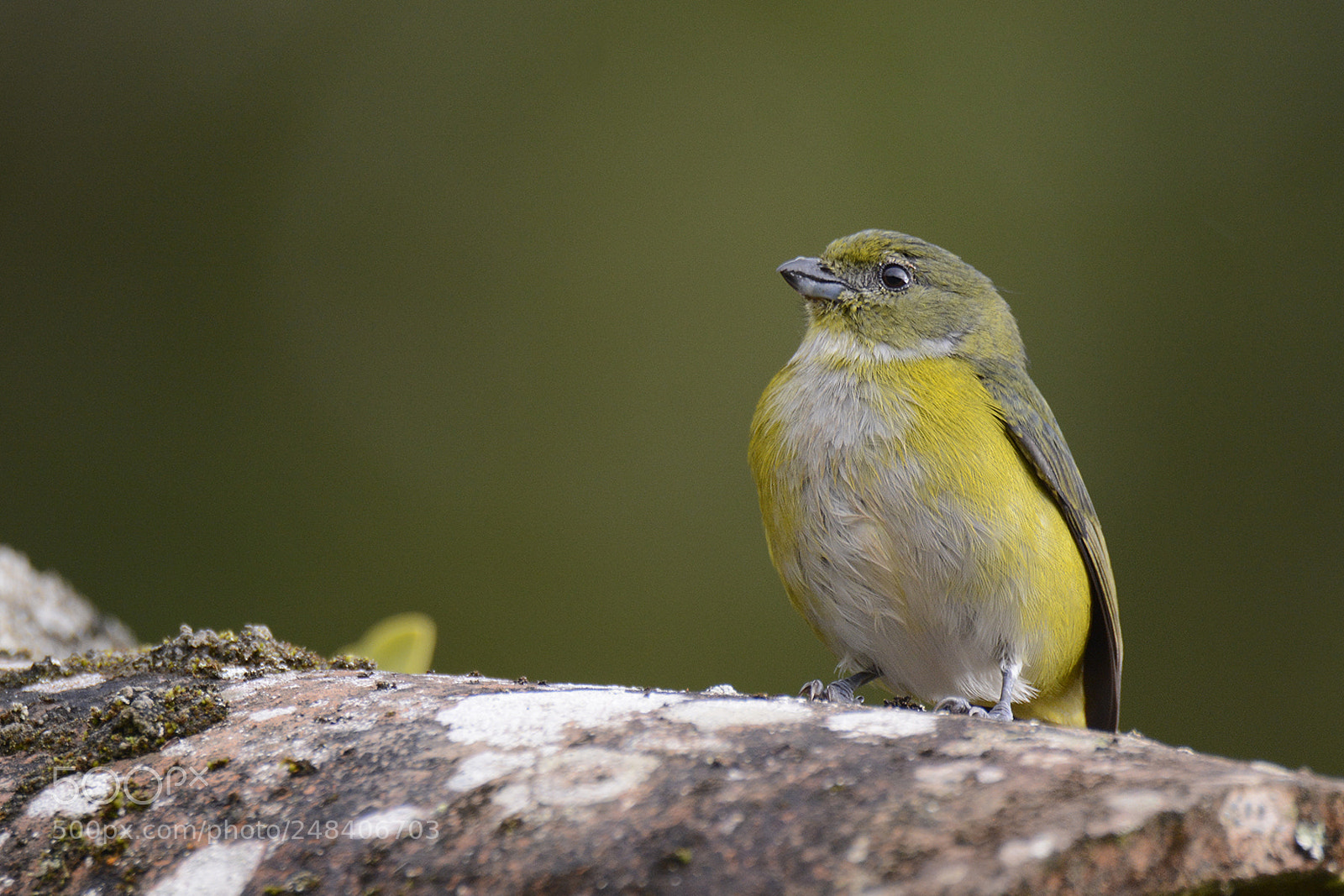 Nikon D7100 sample photo. Yellow-throated euphonia photography