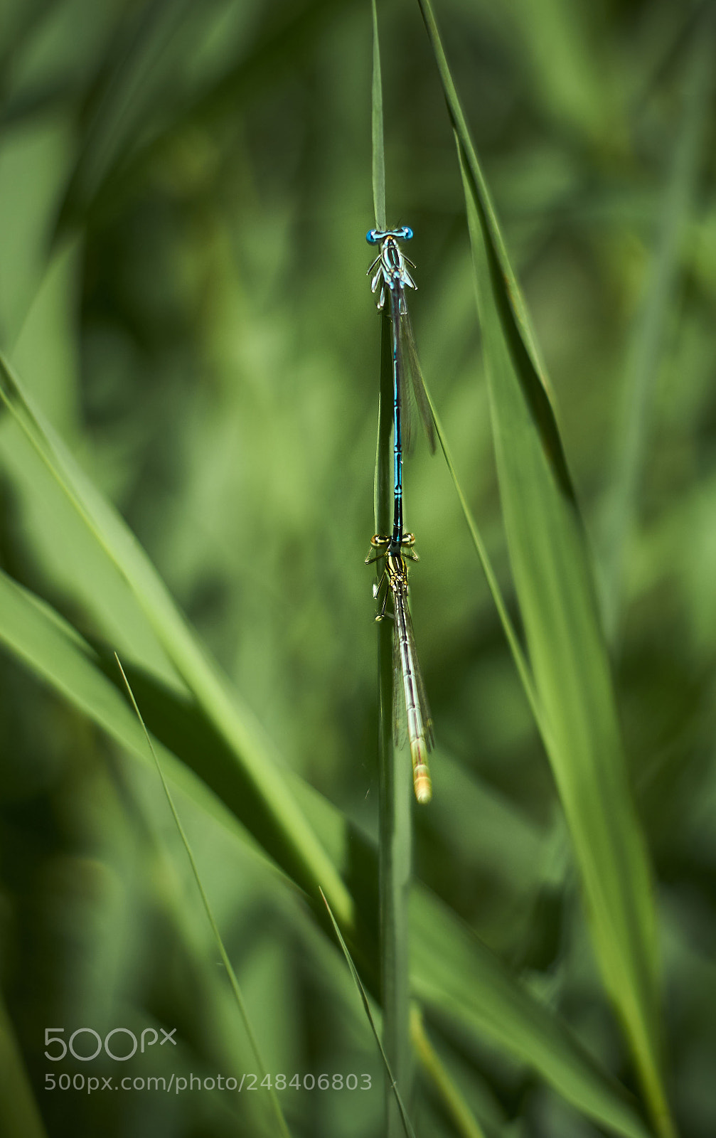 Sony SLT-A58 sample photo. Dragon-flies in springtime photography