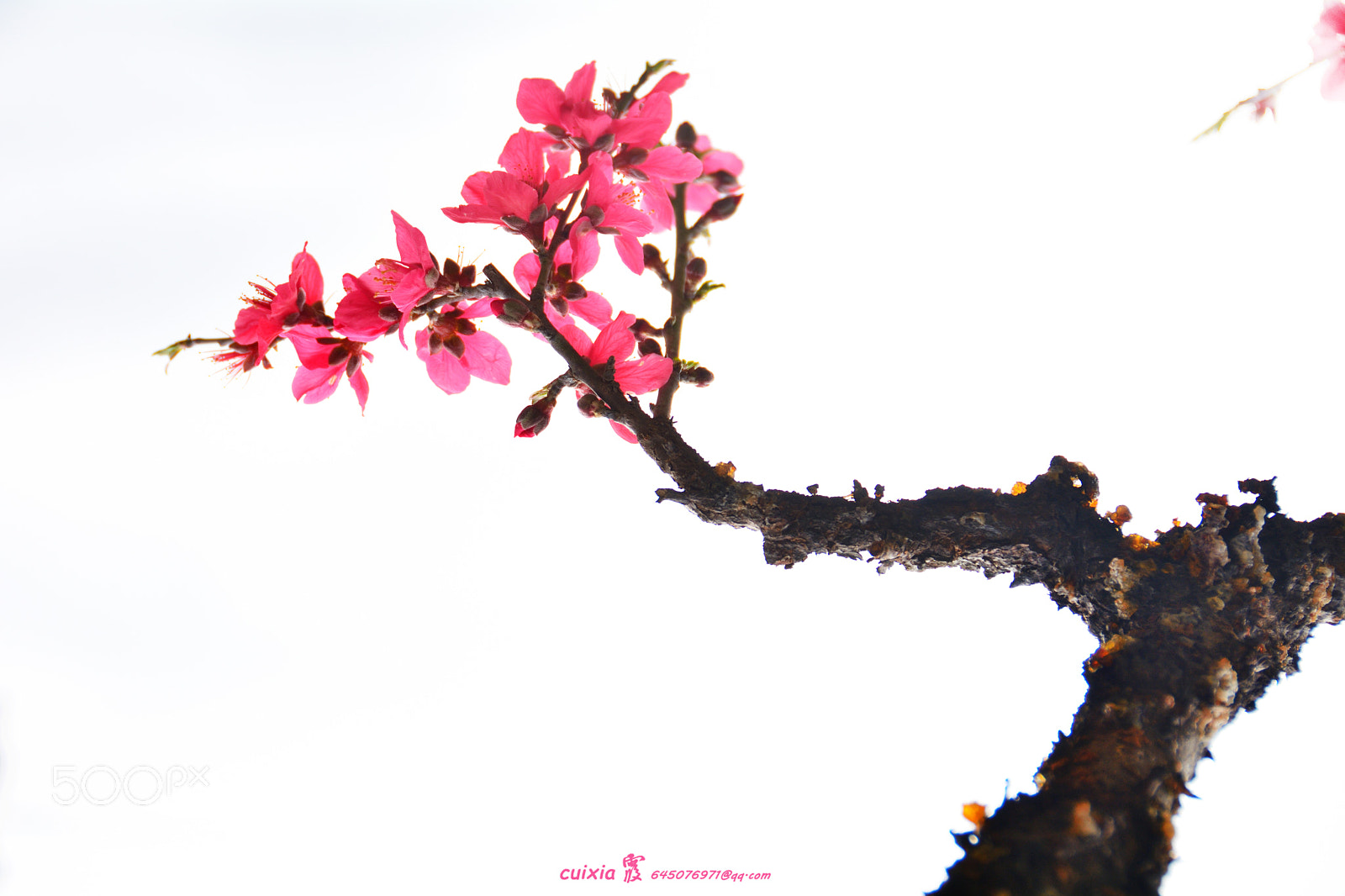 Nikon D5200 sample photo. The peach blossom in photography