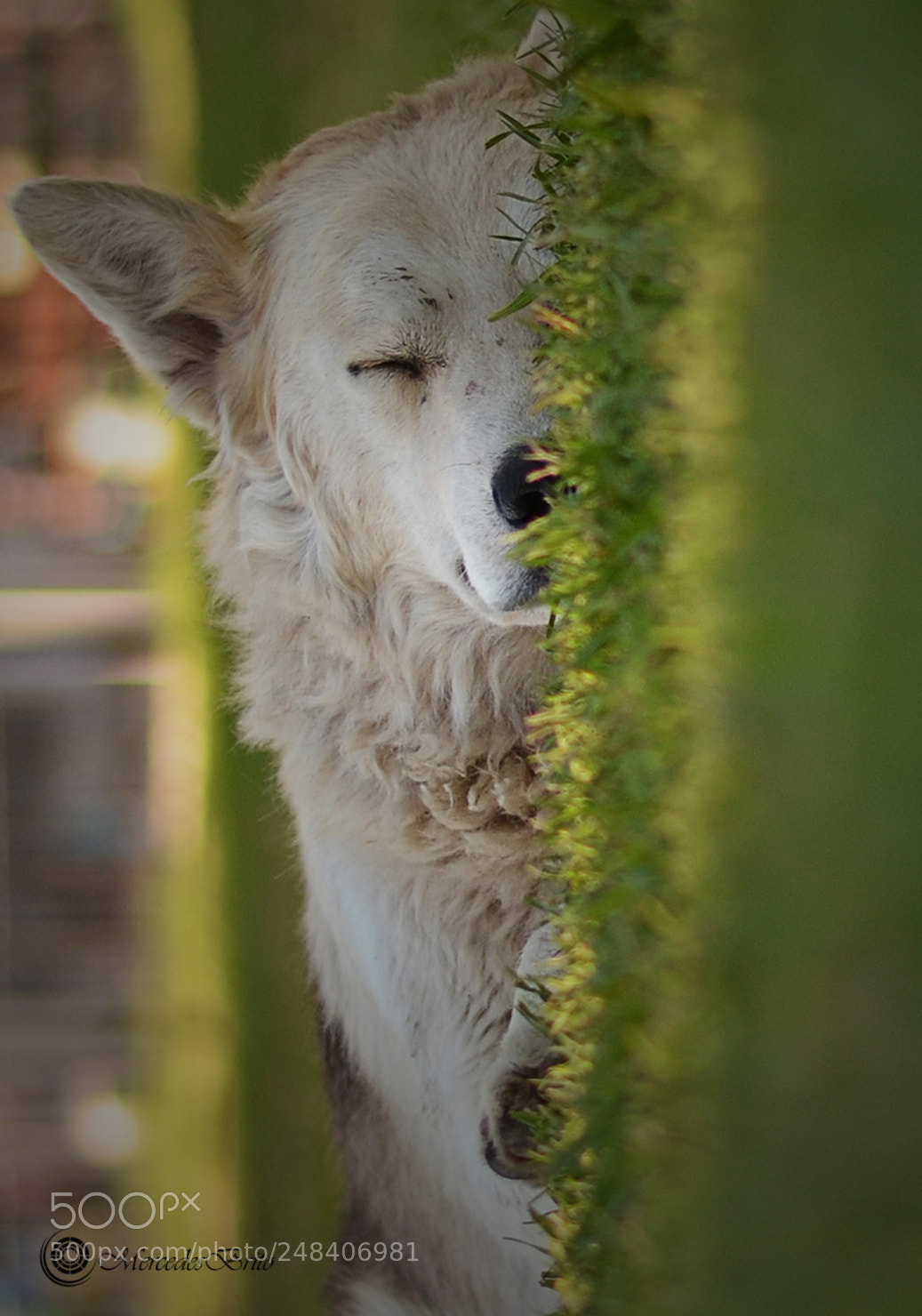 Nikon D3100 sample photo. Reposando en la naturaleza photography