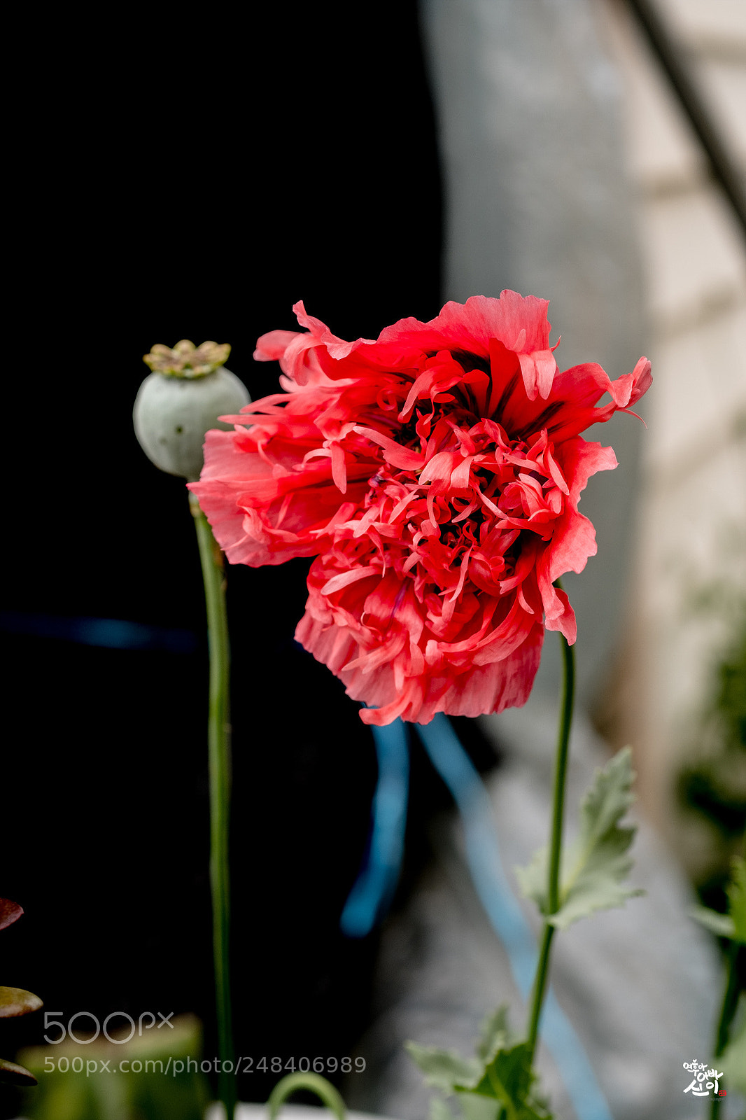Fujifilm X-T2 sample photo. Poppy flower photography