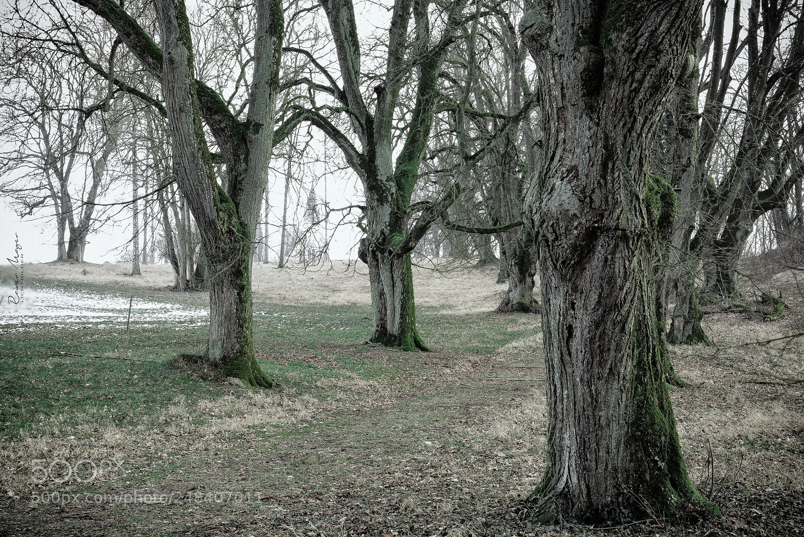 Nikon D750 sample photo. #159 - old trees photography