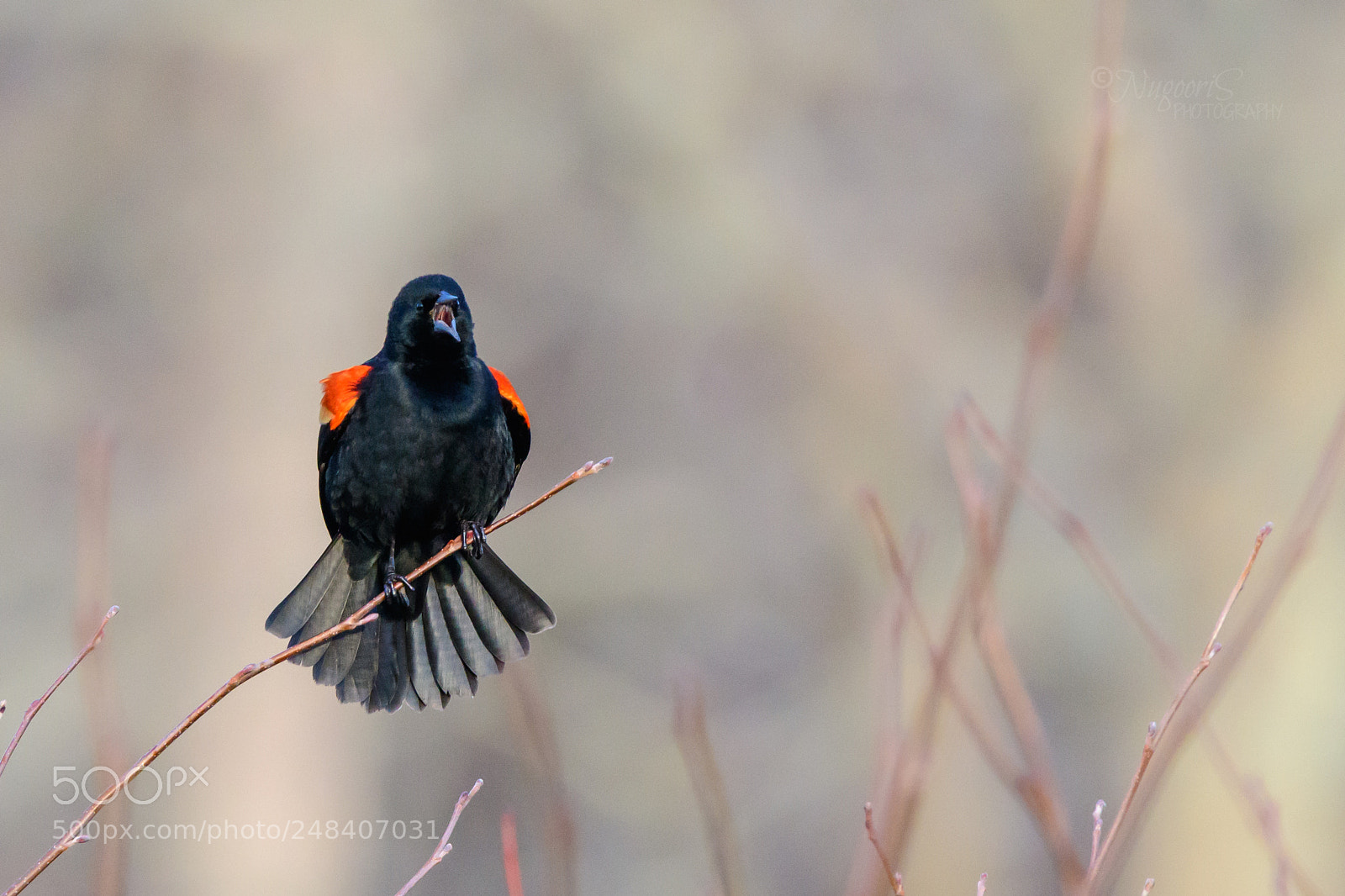 Nikon D500 sample photo. Red-winged blackbird photography