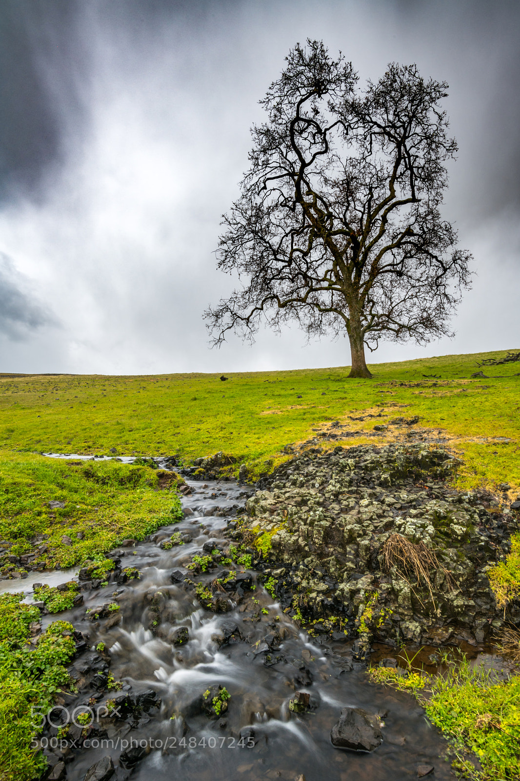 Nikon D850 sample photo. Oak tree on the photography