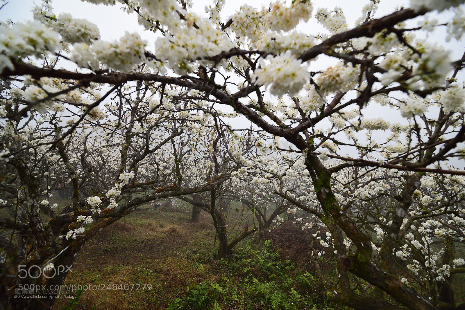 Nikon D810 sample photo. 李白隧道 photography