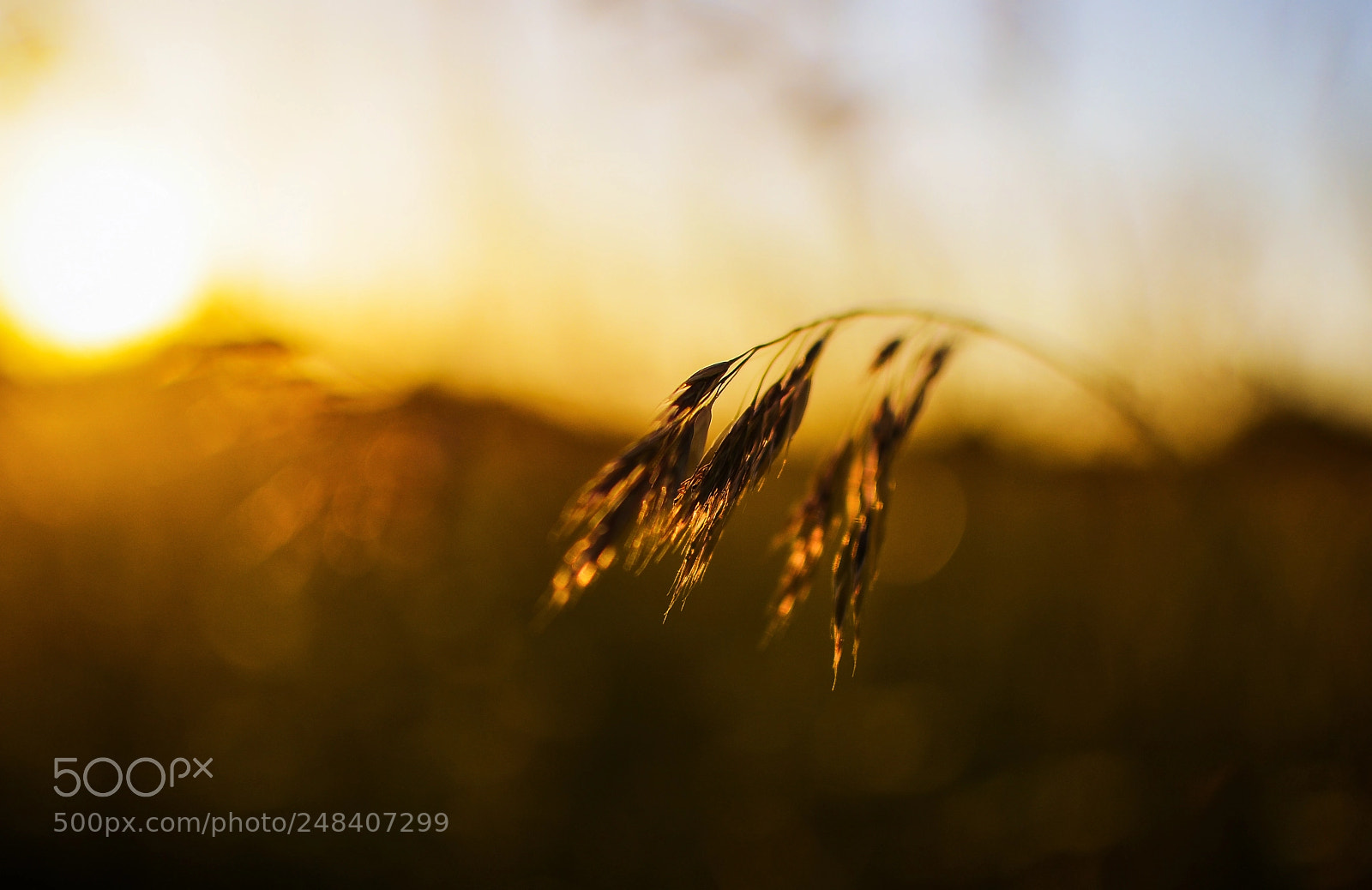 Nikon D600 sample photo. 35 mm f1.8 g photography