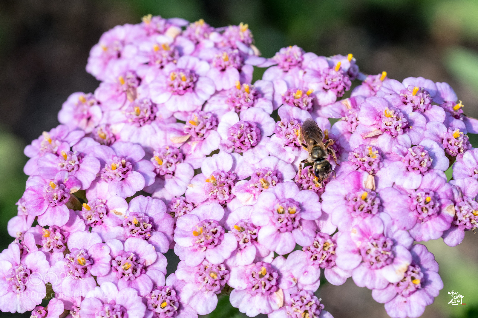 Fujifilm X-T2 sample photo. Flower & bee photography
