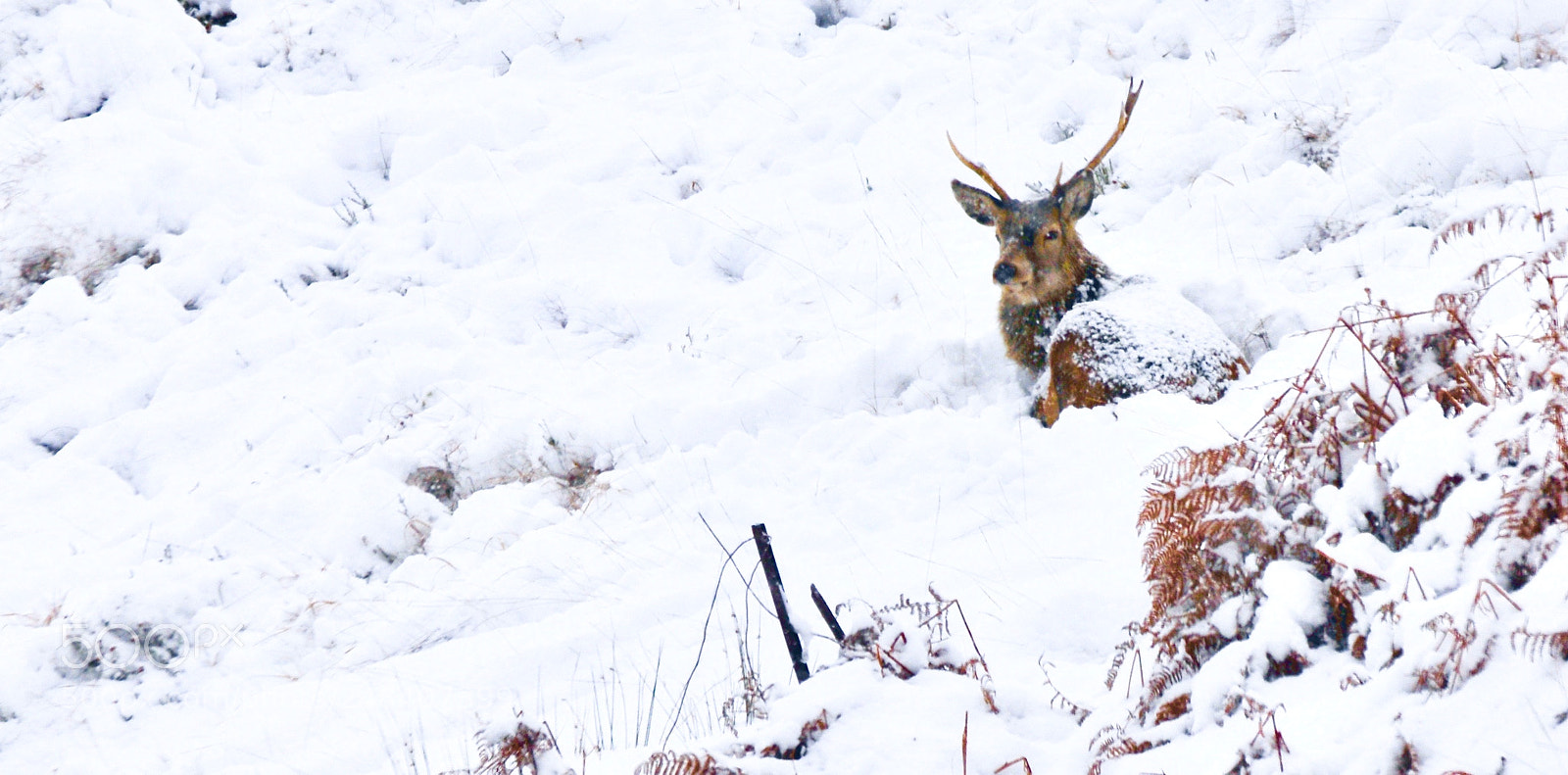 Nikon D300S sample photo. Spare a thought photography