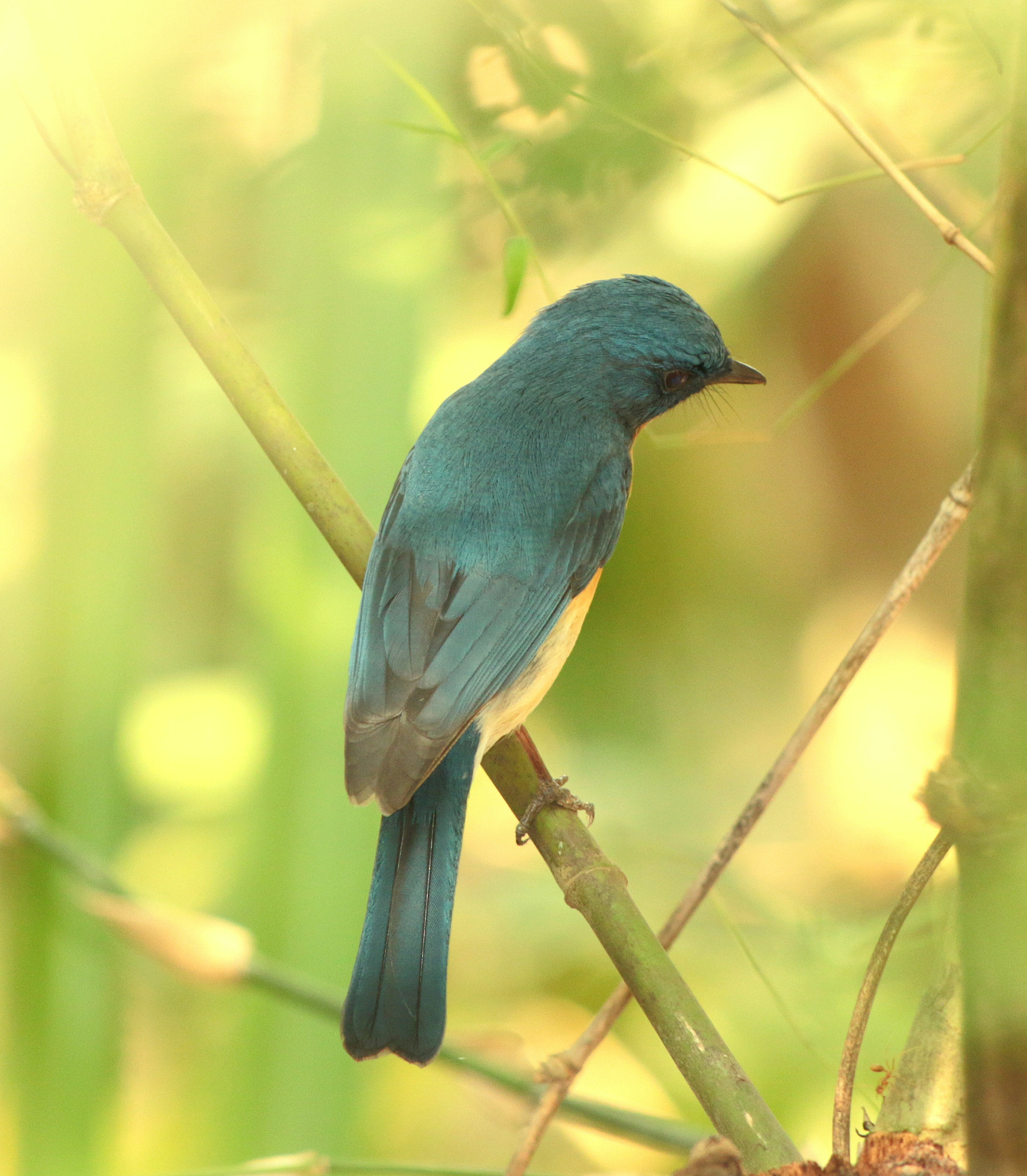 Canon EOS 70D + Canon EF 70-300 F4-5.6 IS II USM sample photo. Tickell's blue flycatcher photography
