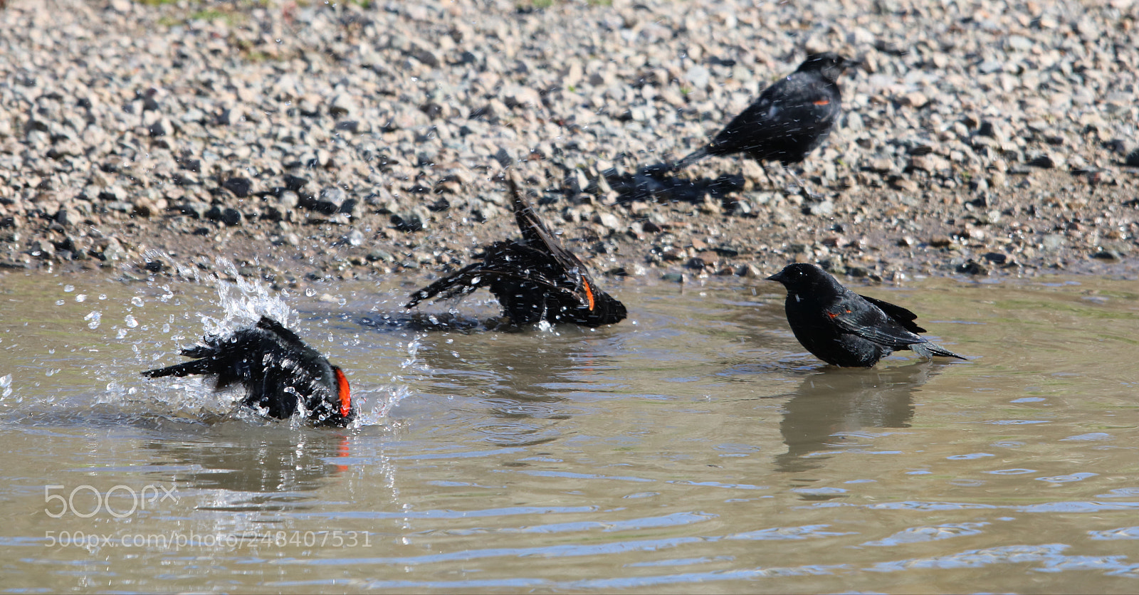 Canon EOS 750D (EOS Rebel T6i / EOS Kiss X8i) sample photo. Red-winged bathbirds photography