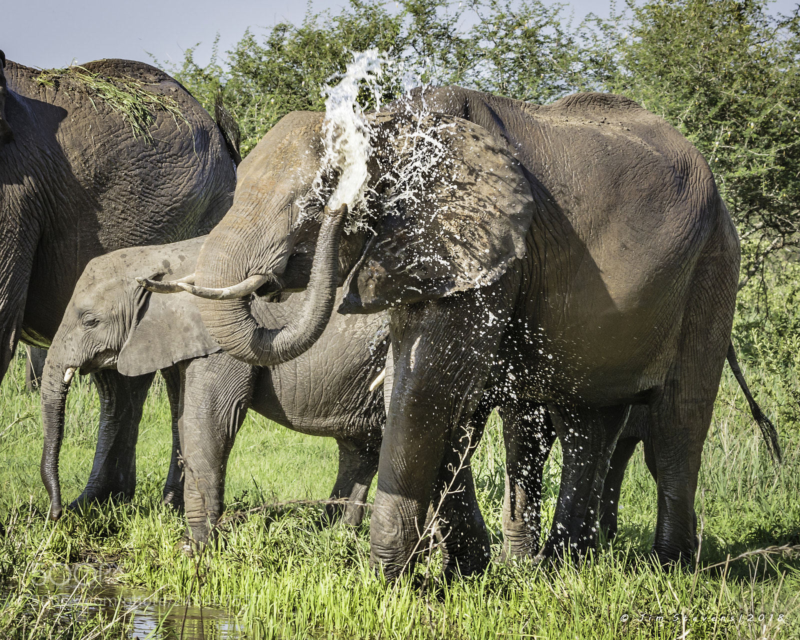 Canon EOS-1D X sample photo. Elephants bathing photography