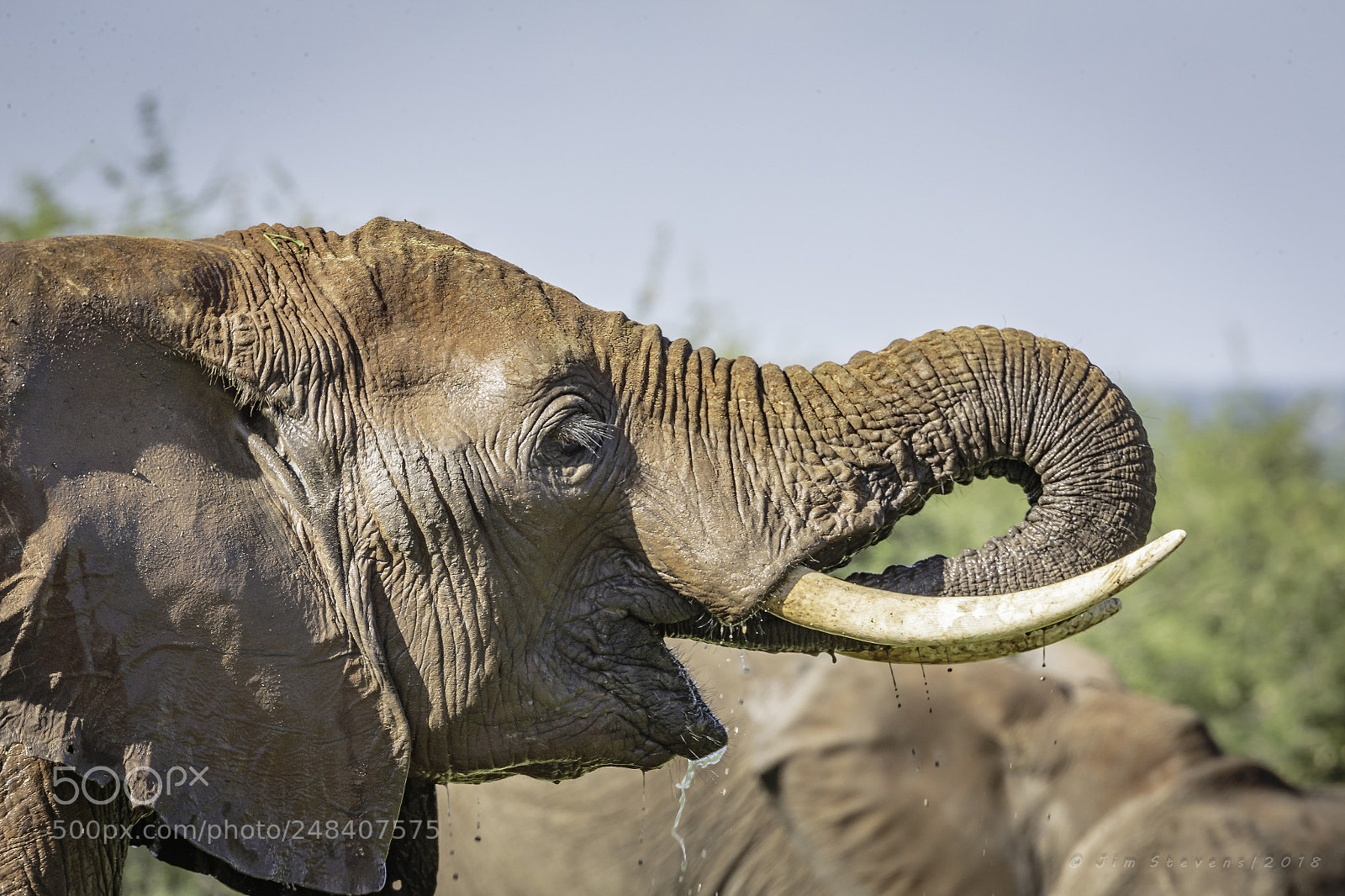 Canon EOS-1D X sample photo. Elephant drinking photography