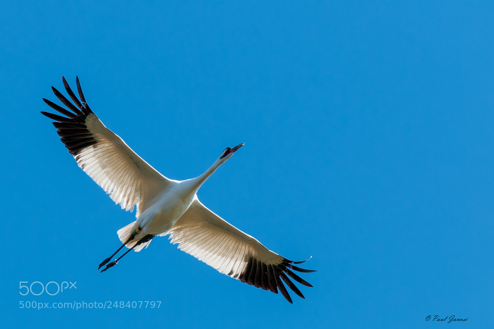Nikon D300 sample photo. Whooping crane in flight photography