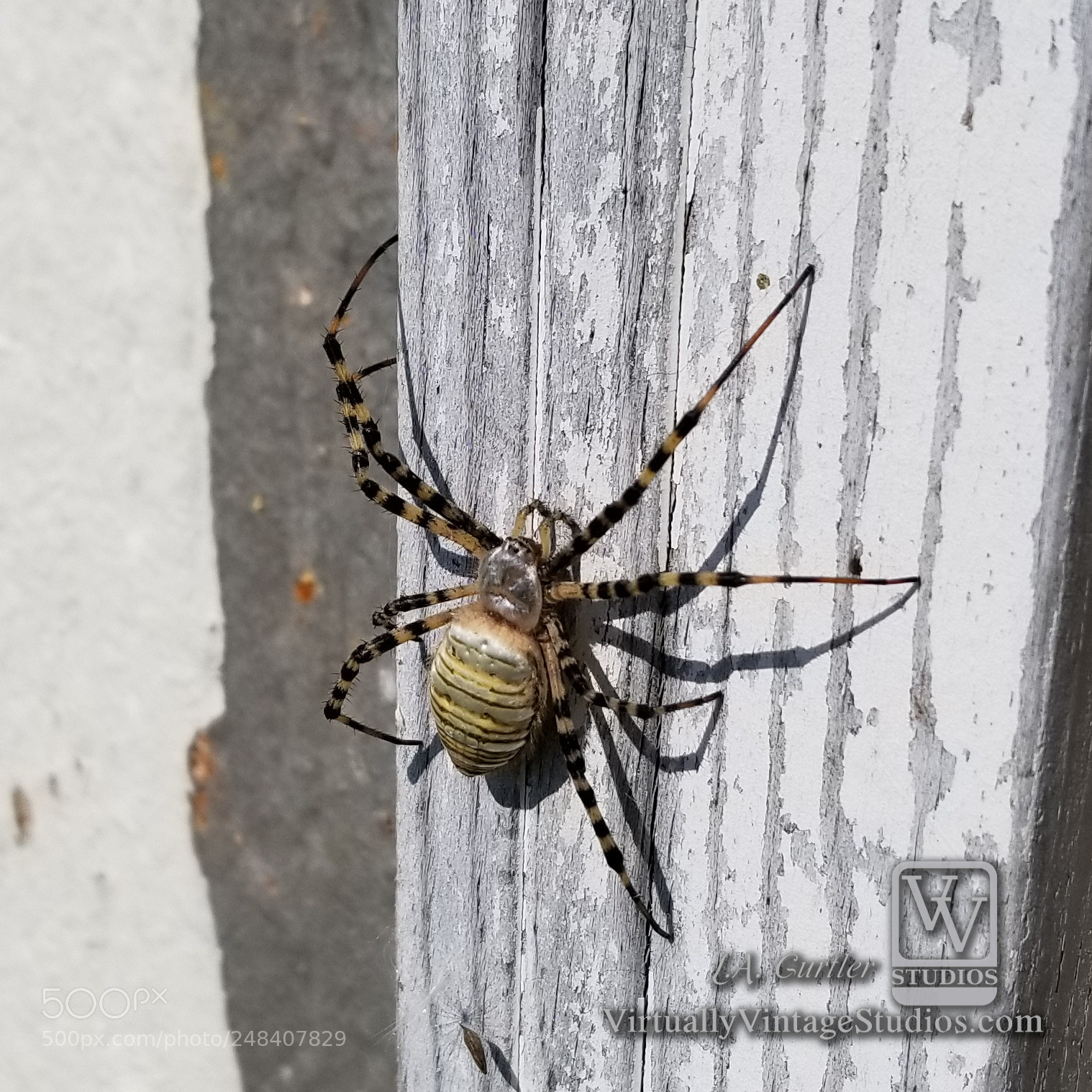 Samsung Galaxy S8 sample photo. Banded garden spider photography