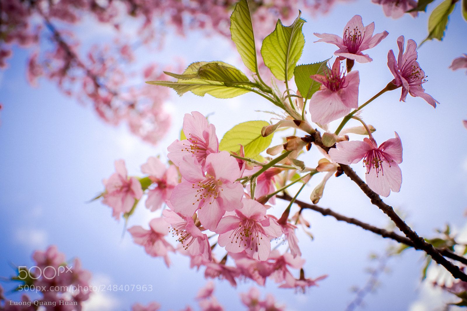Nikon D5300 sample photo. The signal of spring photography
