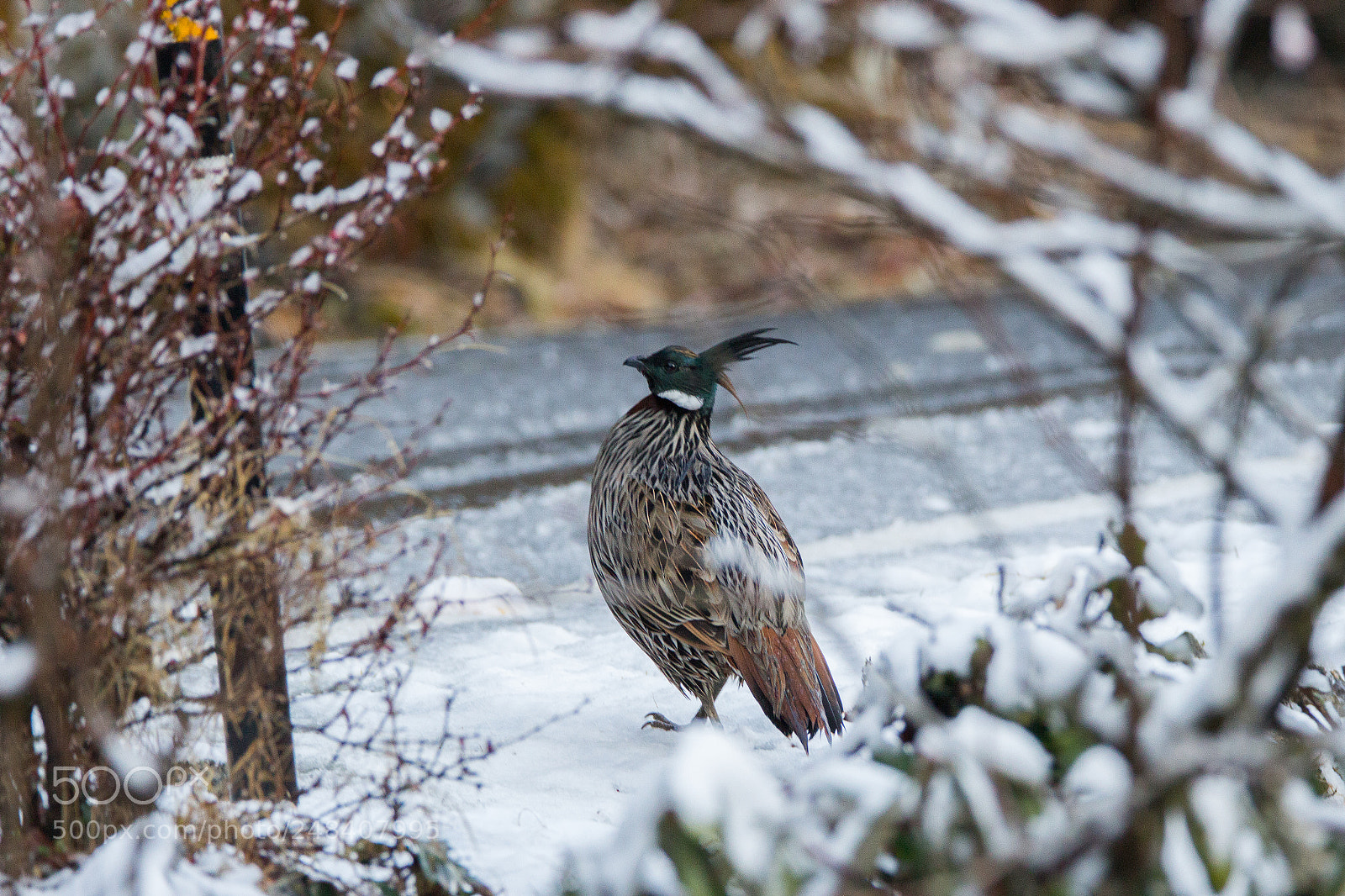 Canon EOS 700D (EOS Rebel T5i / EOS Kiss X7i) sample photo. Koklass pheasant in snow photography