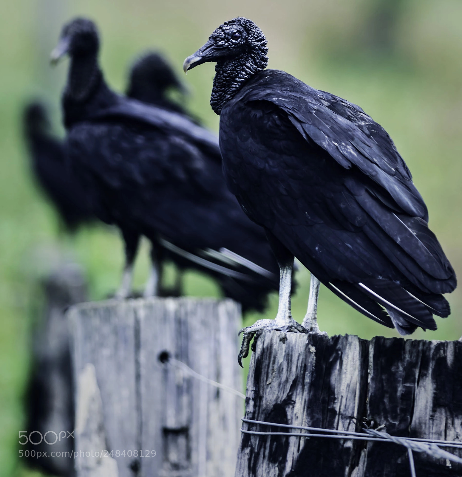 Nikon D810 sample photo. Group of vultures photography
