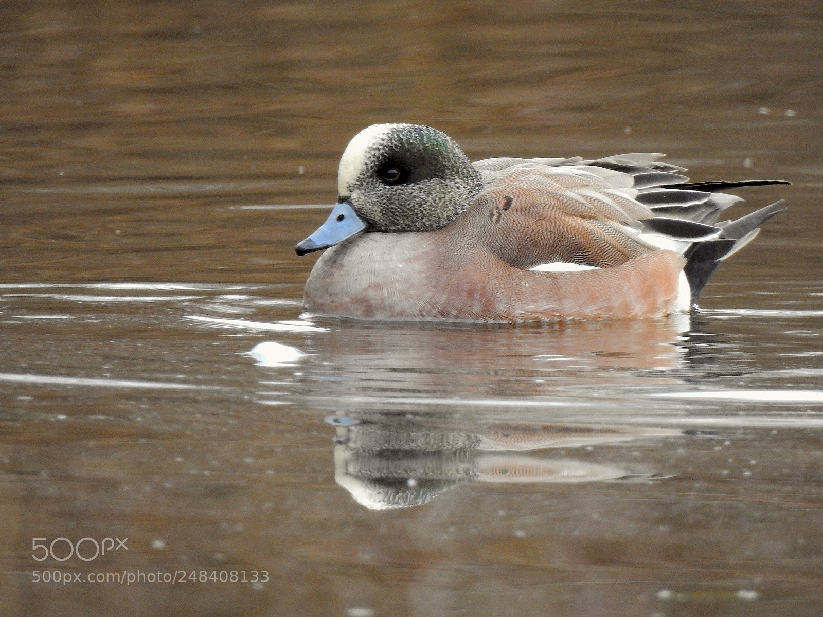 Nikon Coolpix P900 sample photo. American wigeon photography