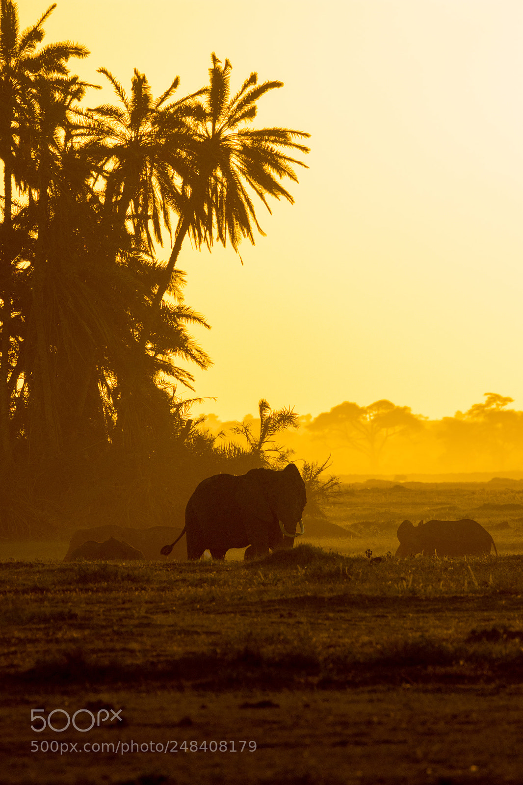 Canon EOS 7D Mark II sample photo. Sunset with the elefants photography
