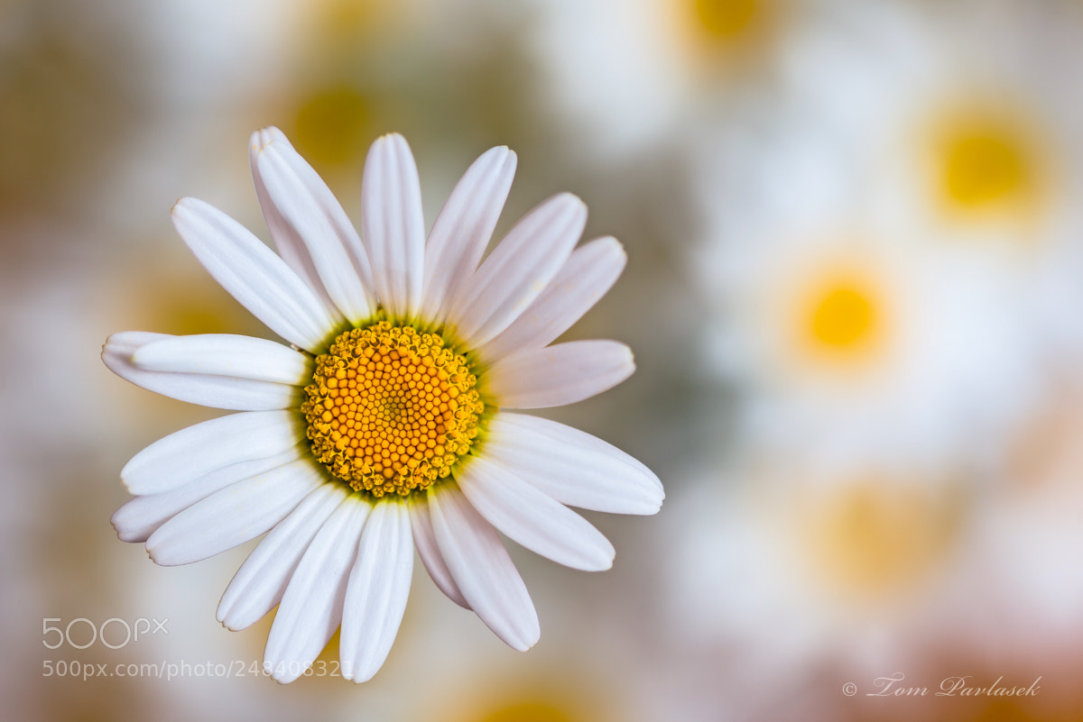 Nikon D600 sample photo. One flower blooms daisies photography
