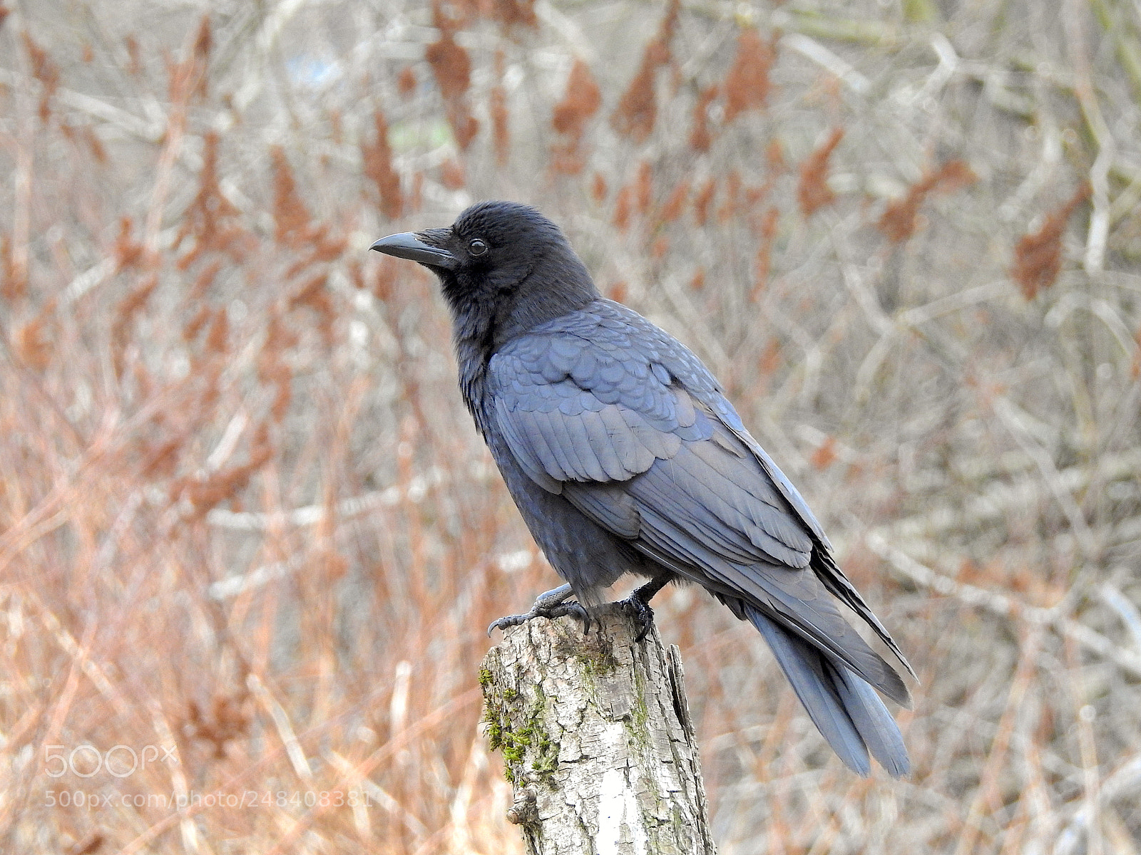 Nikon Coolpix P900 sample photo. Northwestern crow photography