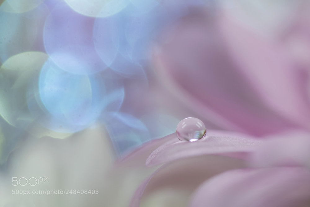 Canon EOS 7D Mark II sample photo. Pink and blue photography