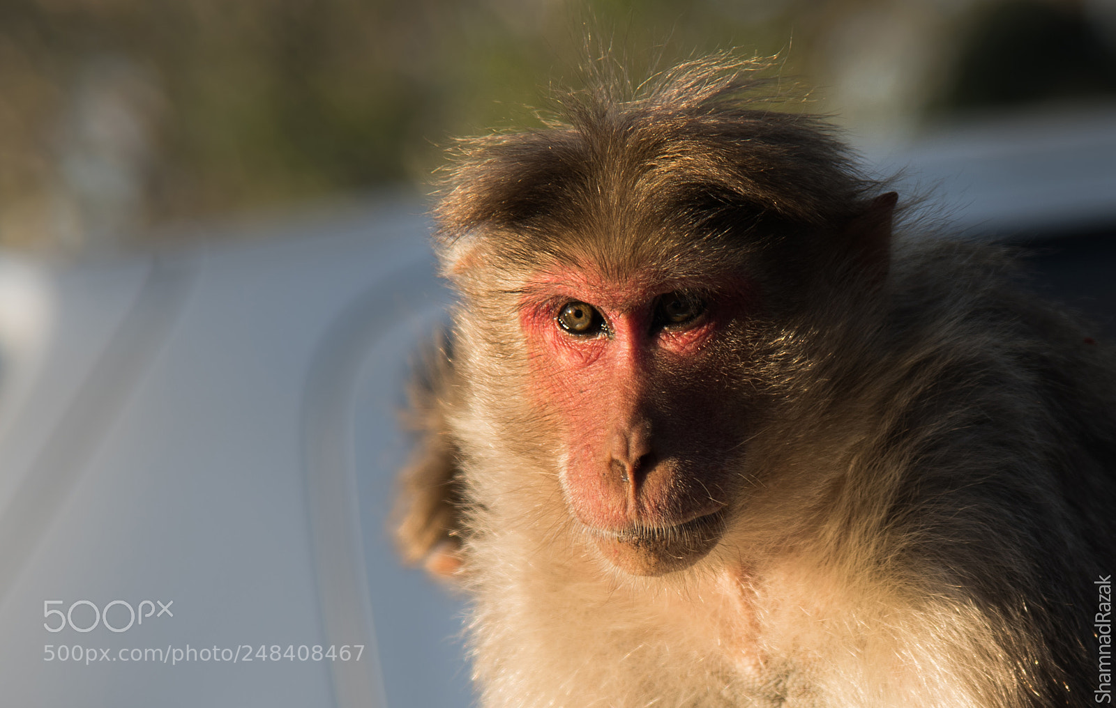 Nikon D810 sample photo. Bonnet macaque photography