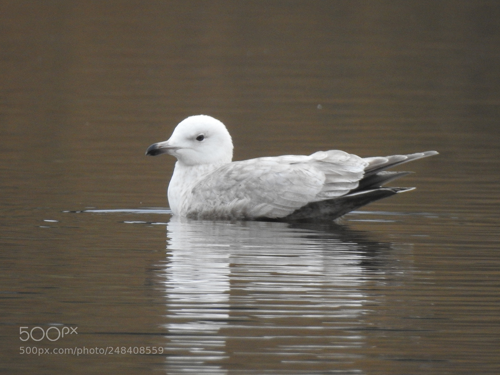 Nikon Coolpix P900 sample photo. Iceland gull photography