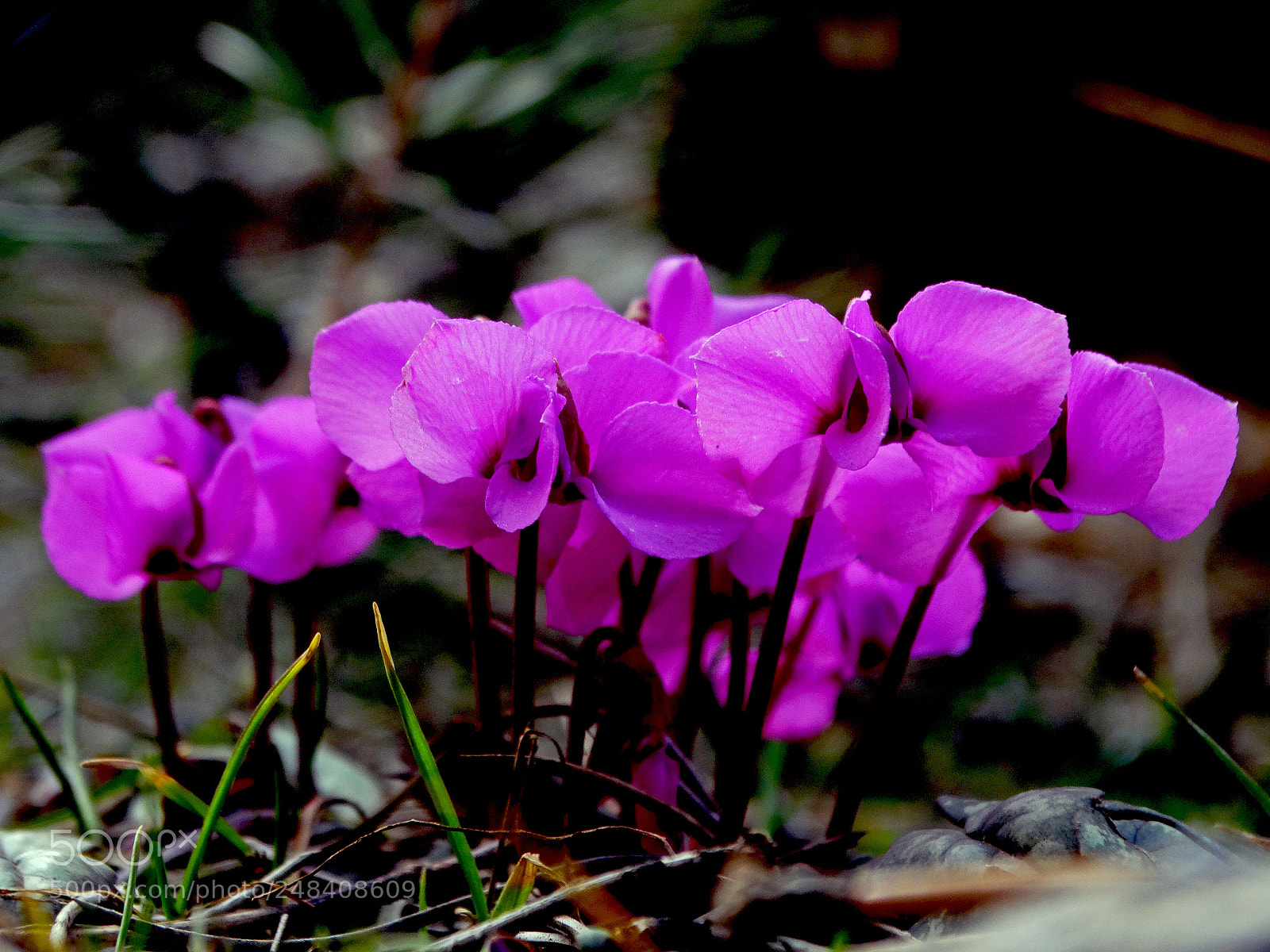 Sony Cyber-shot DSC-HX300 sample photo. Cyclamen photography