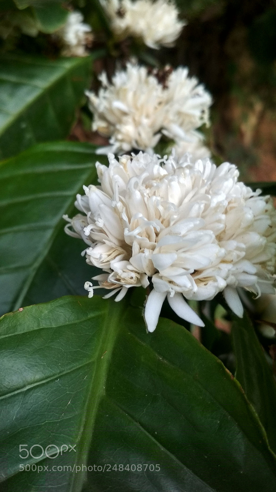 Xiaomi Redmi 4 Pro sample photo. Untitled photography