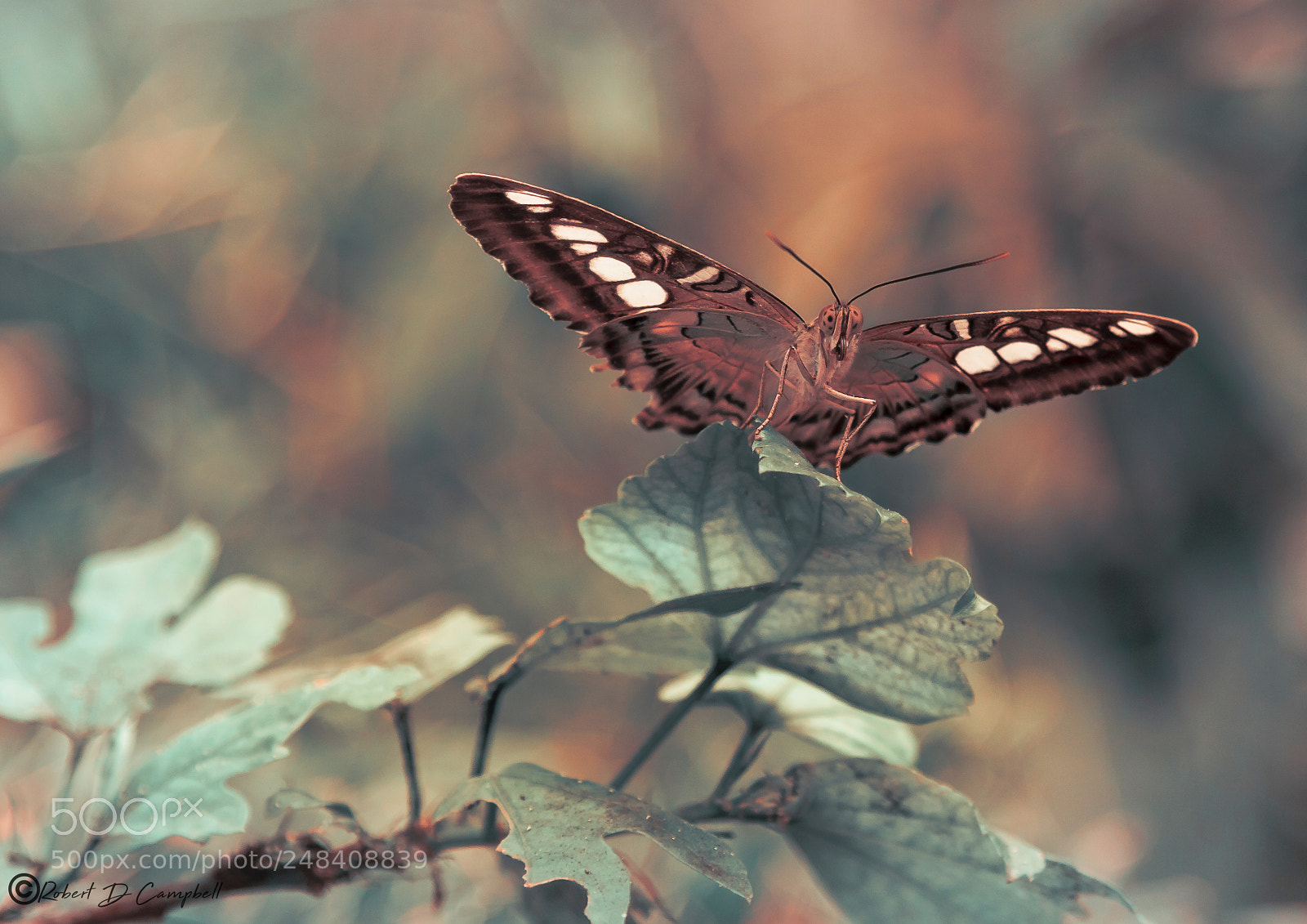 Canon EOS 50D sample photo. Teal and orange butterfly photography